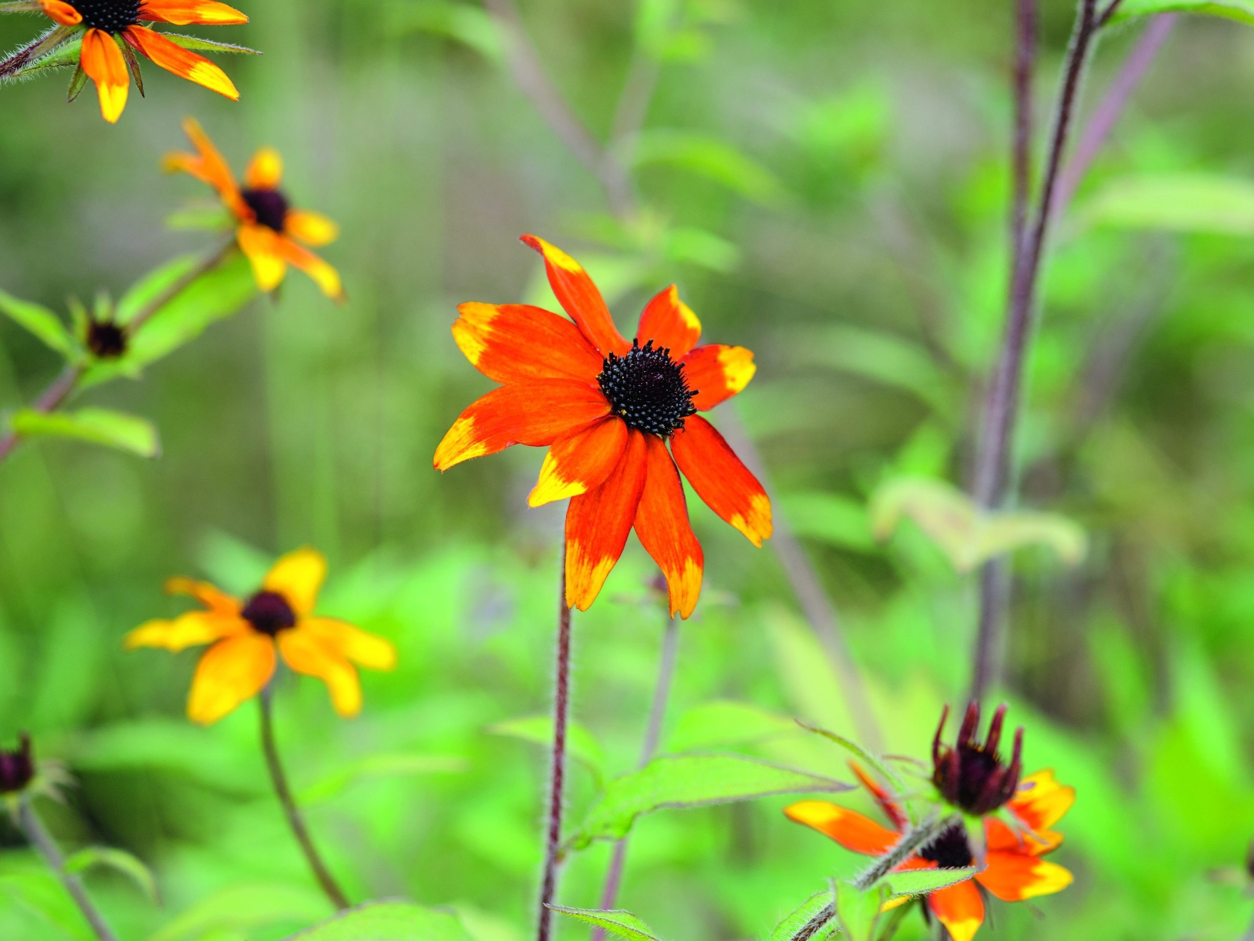 Orange flower