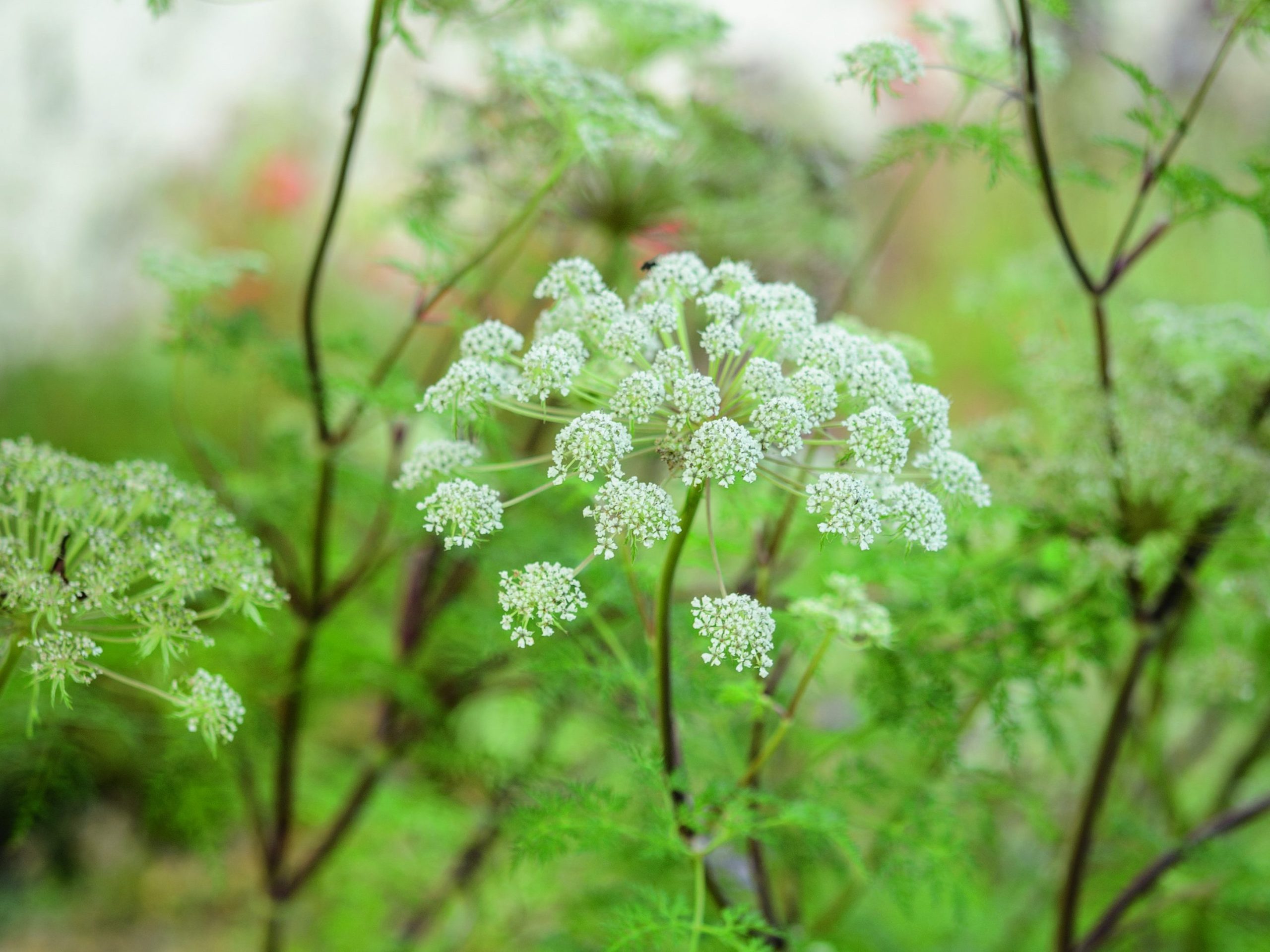 White flower