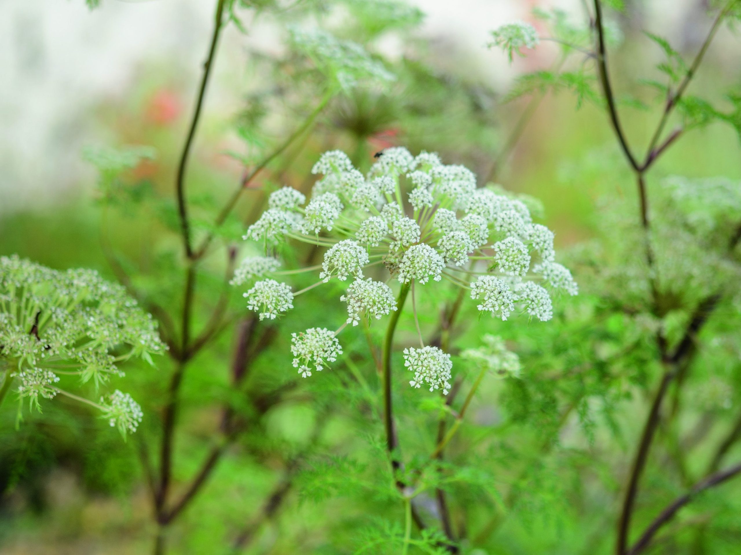 White flower