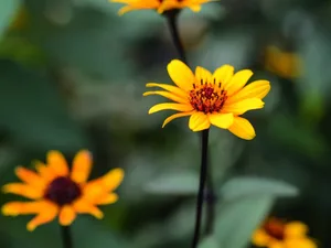 Marina Christopher/Phoenix Perennials Nurseryman's Choice - September (23rd September 2015)