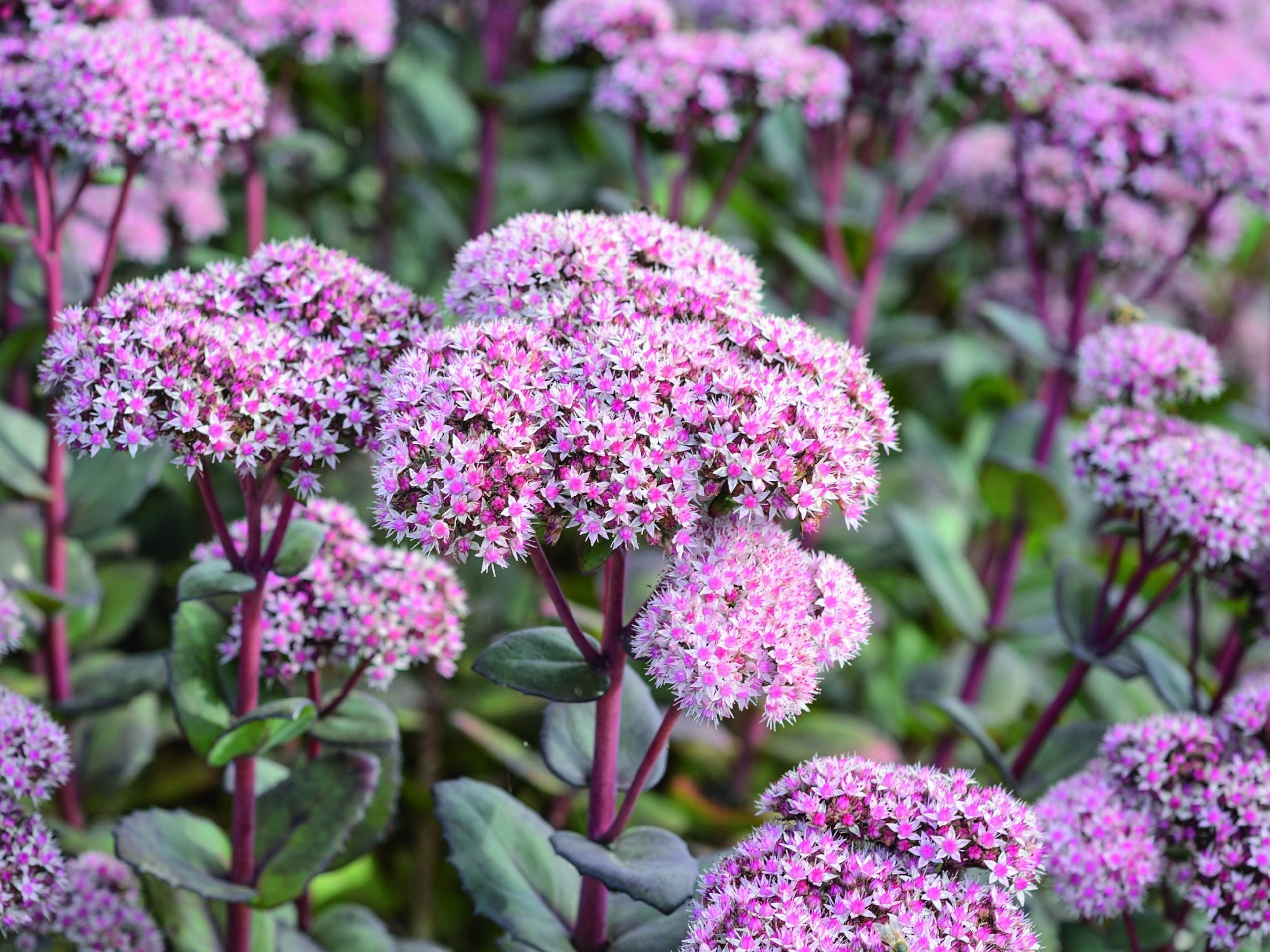 Pink flower