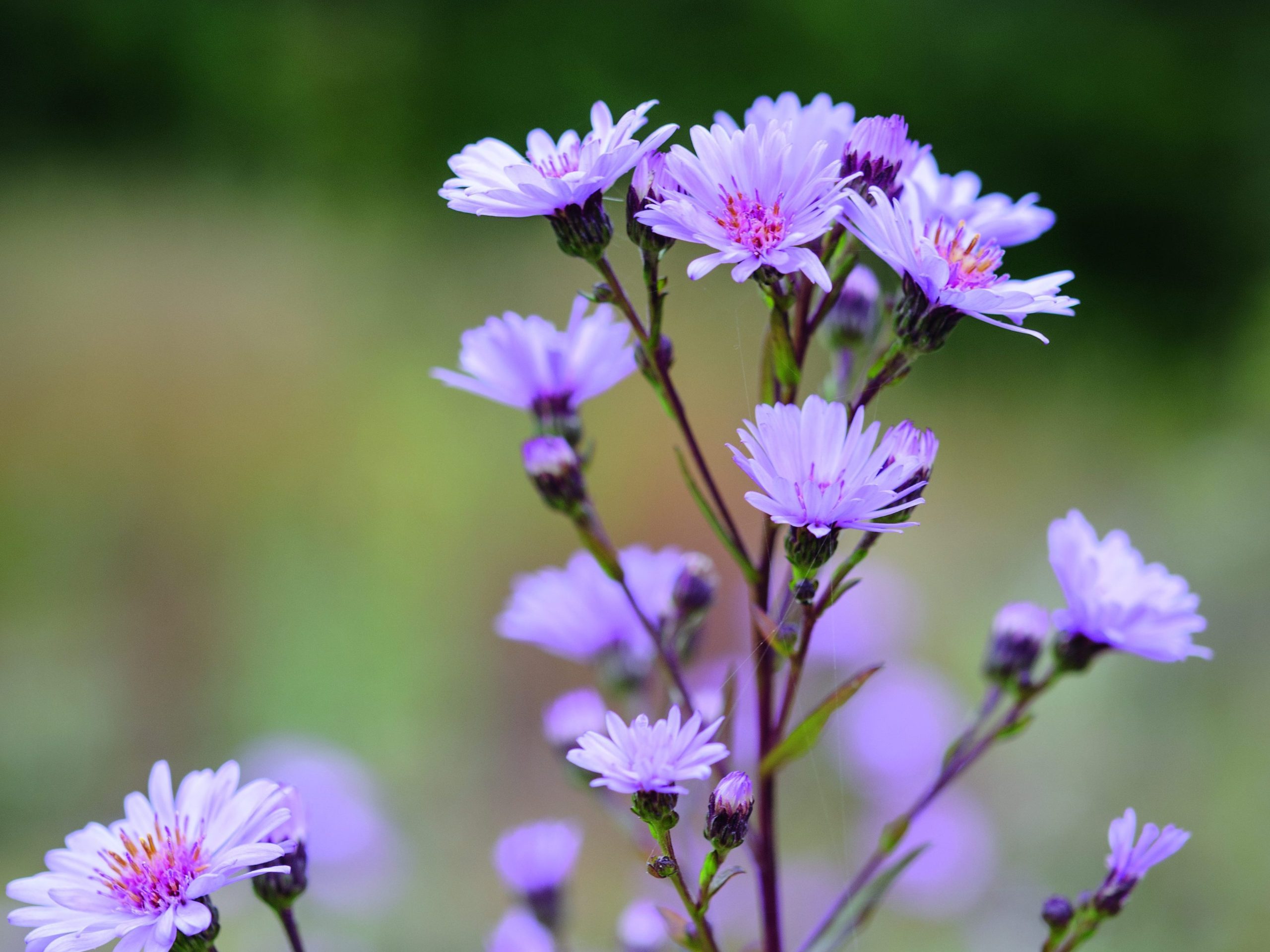 Purple flower