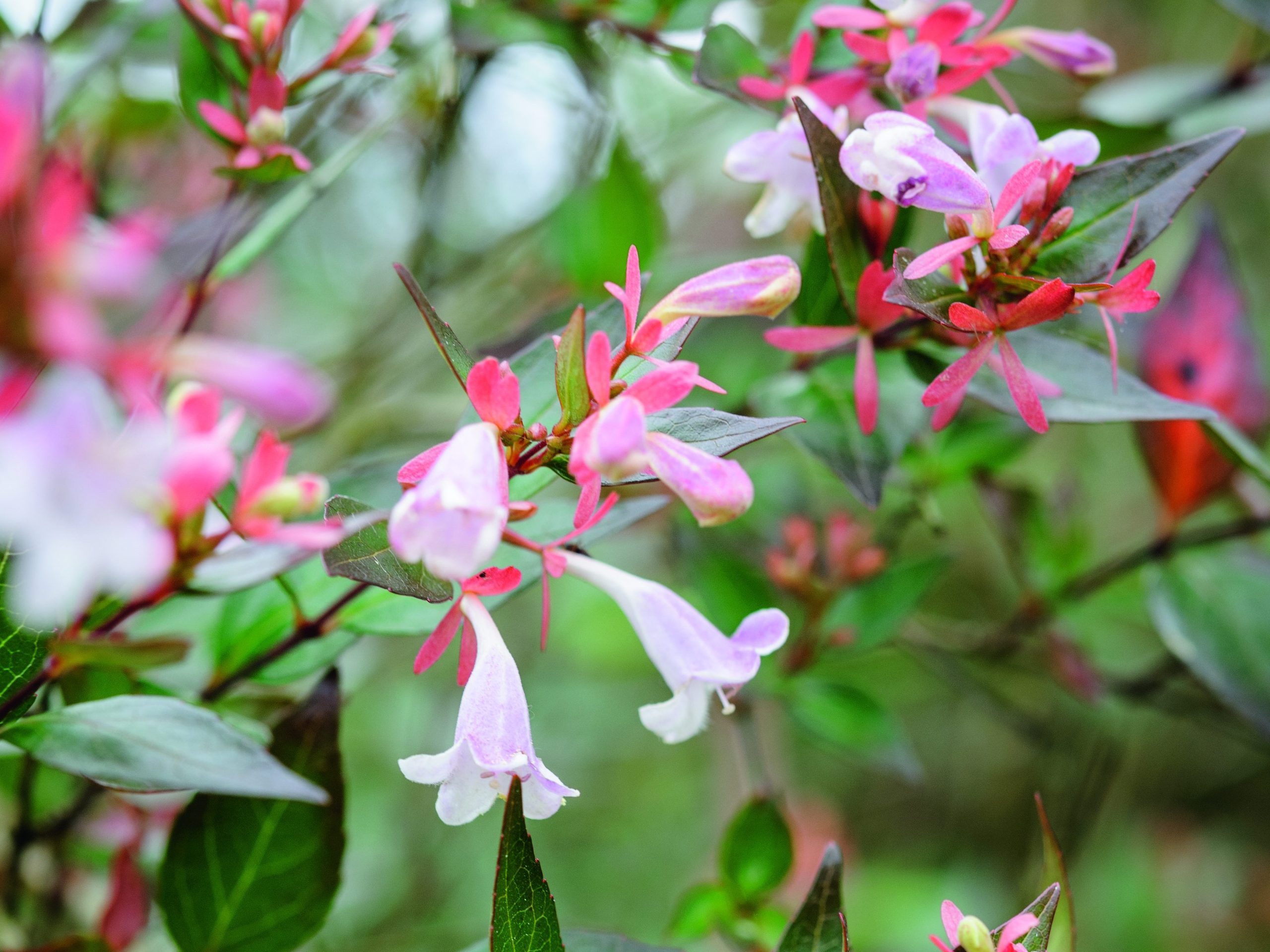 Pink flower