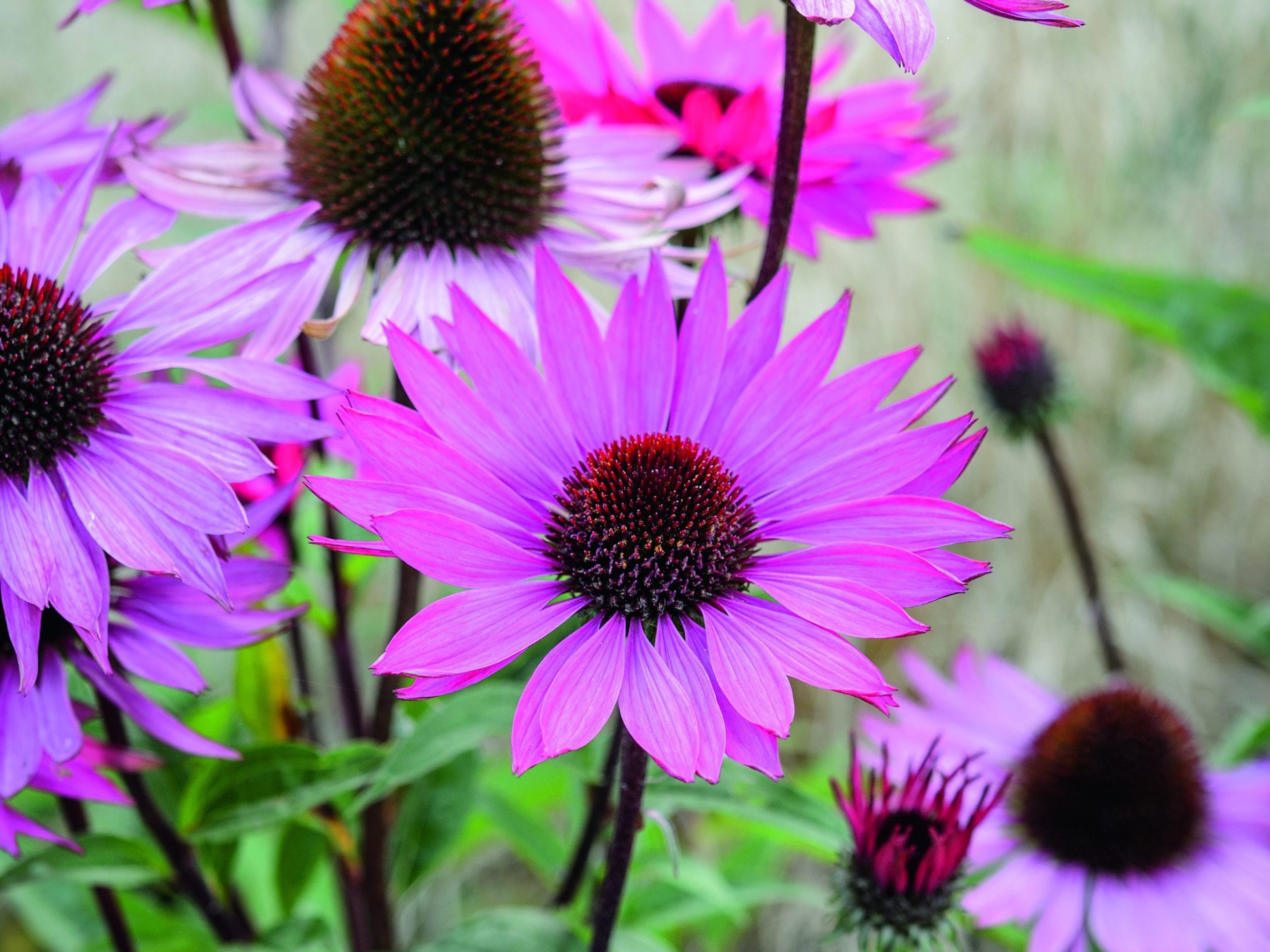 Purple flower