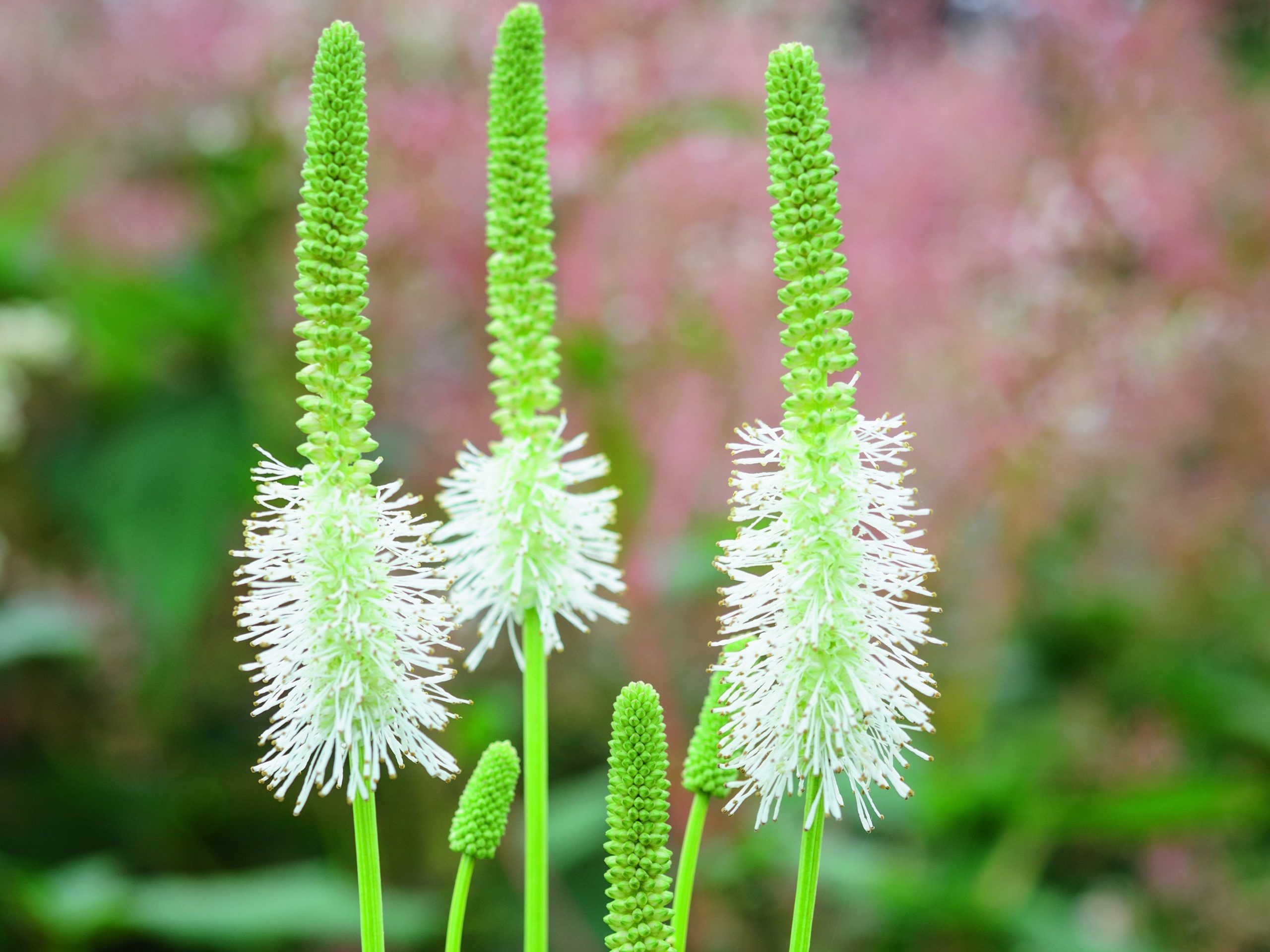 White flower