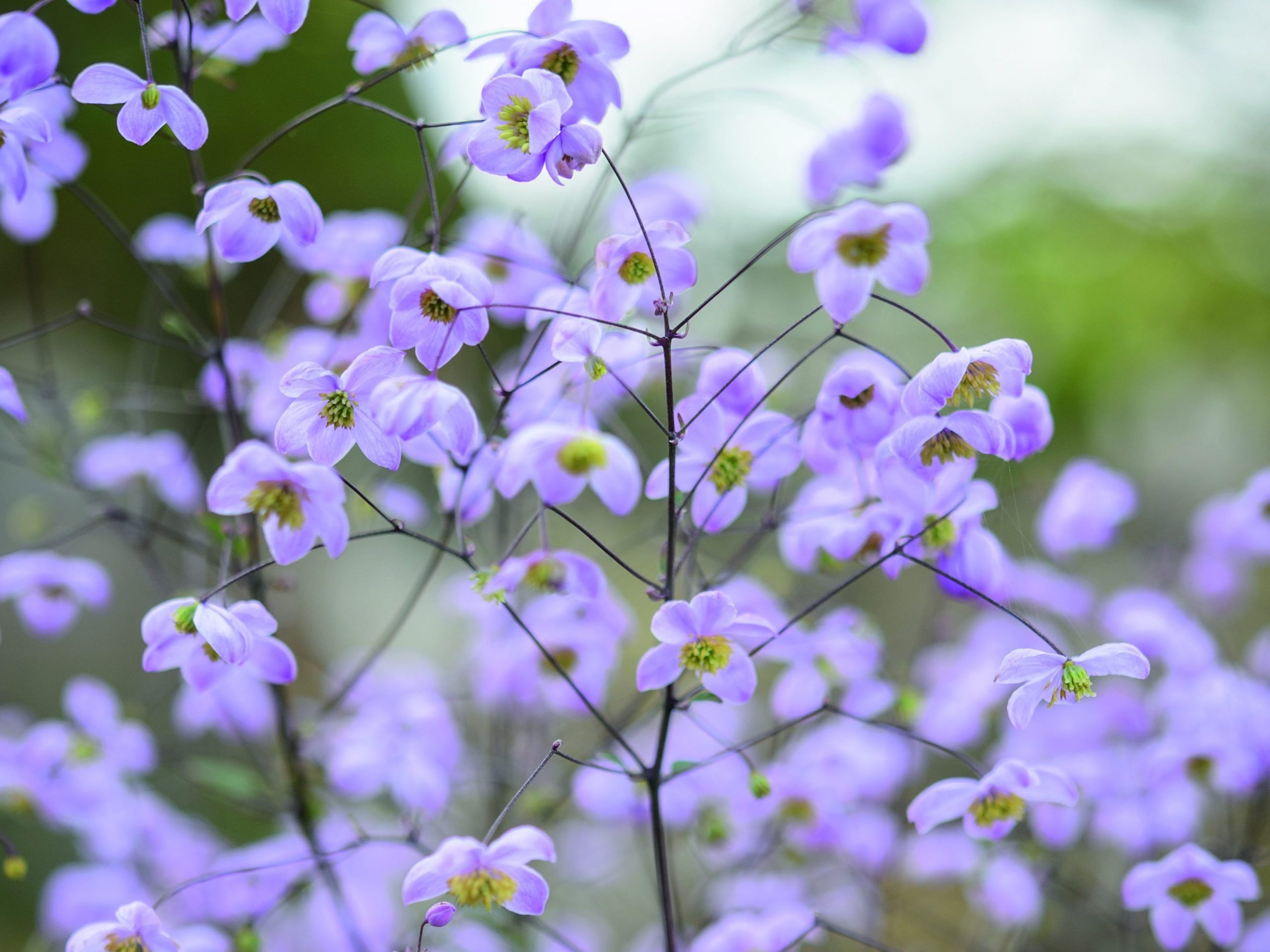 Purple flower