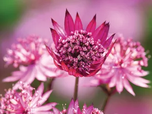 Astrantia major ‘Ruby Wedding’ Astrantia major ‘Ruby Wedding’