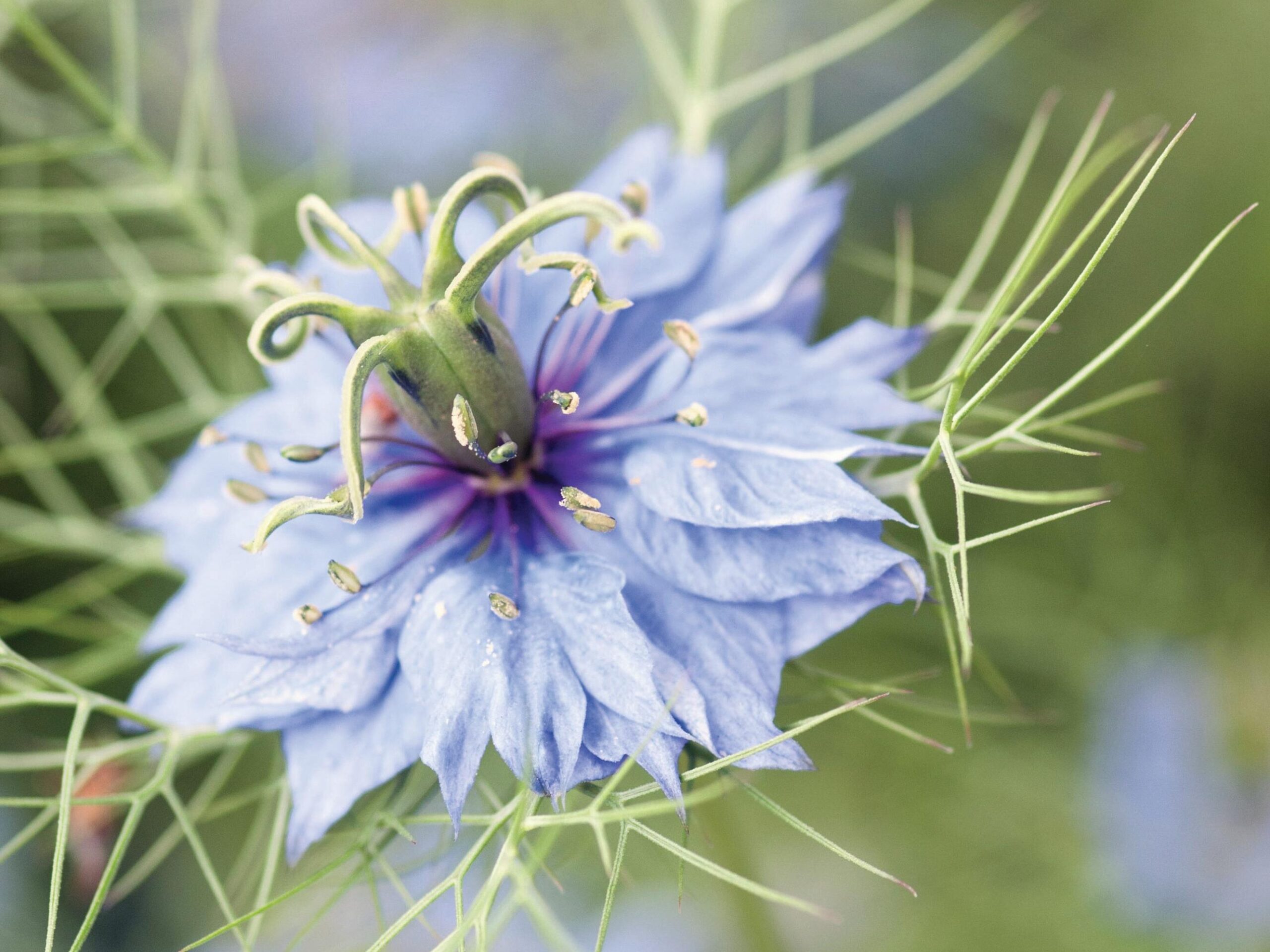 Nigella damascena