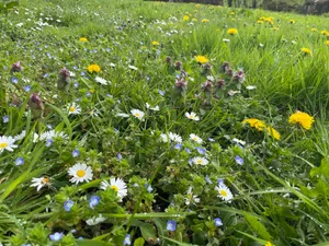 Wildflowers on a lawn Wildflowers on a lawn