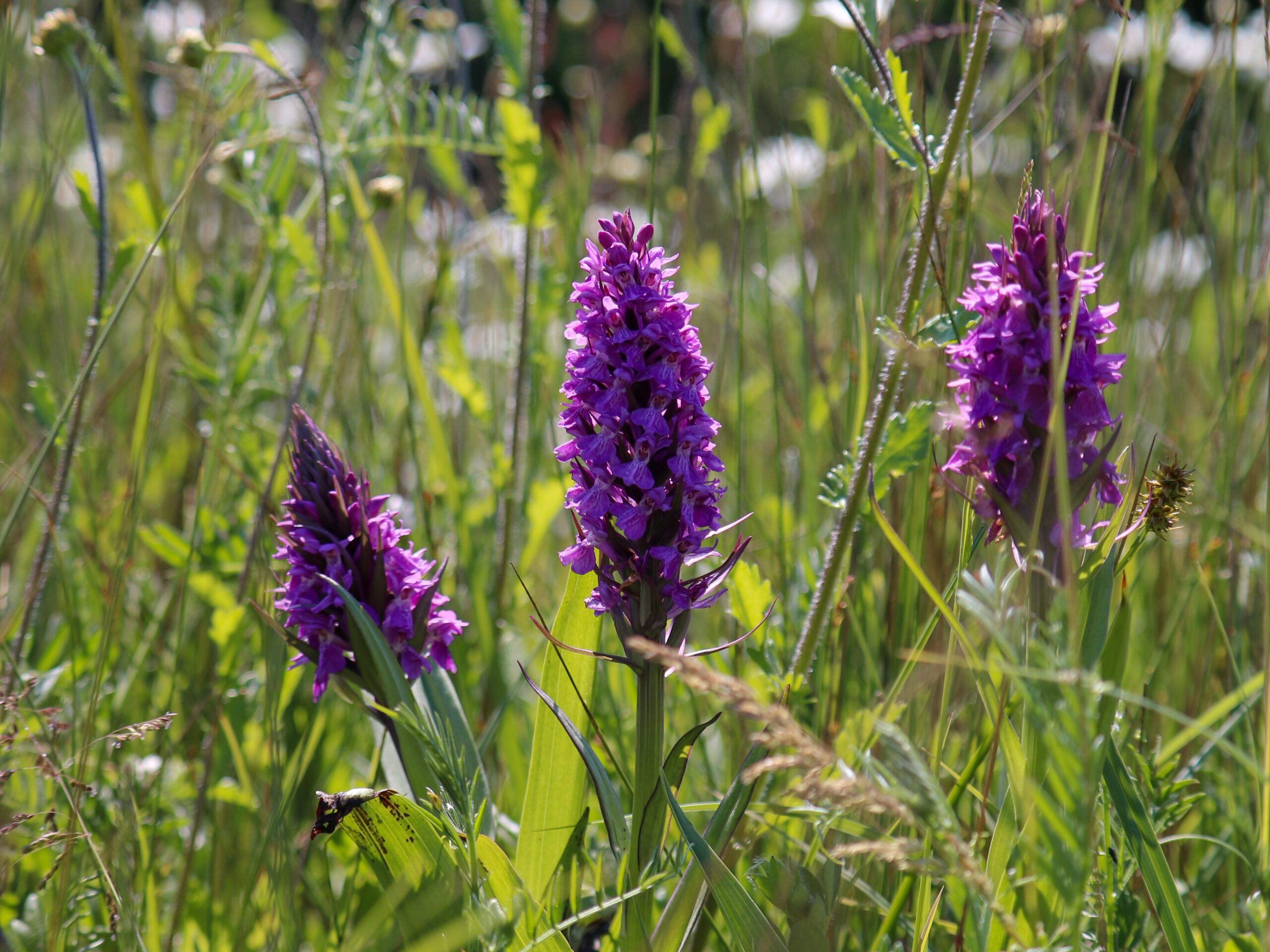 Wild orchids on a lawn