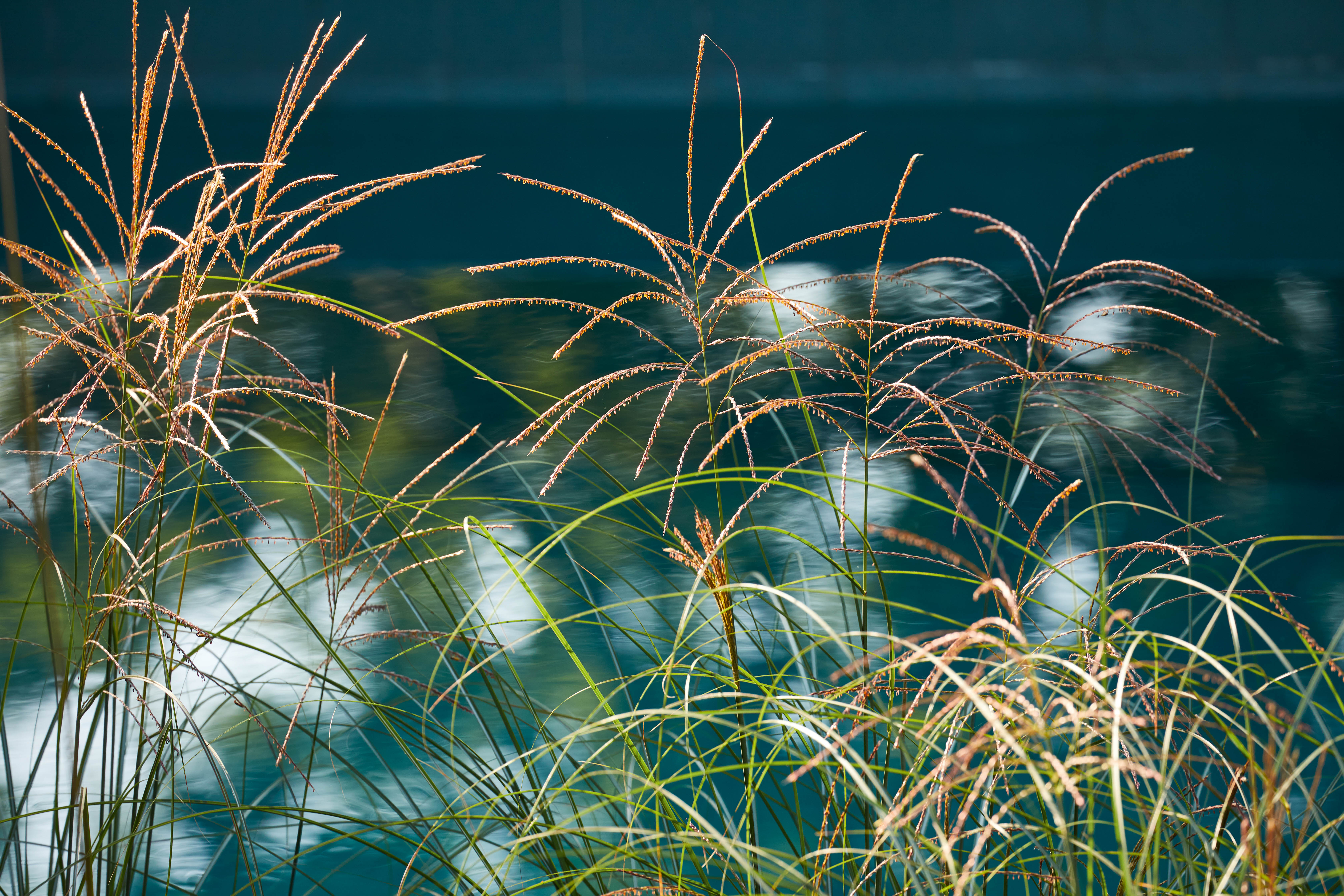 Miscanthus sinensis ‘Gracillimus’