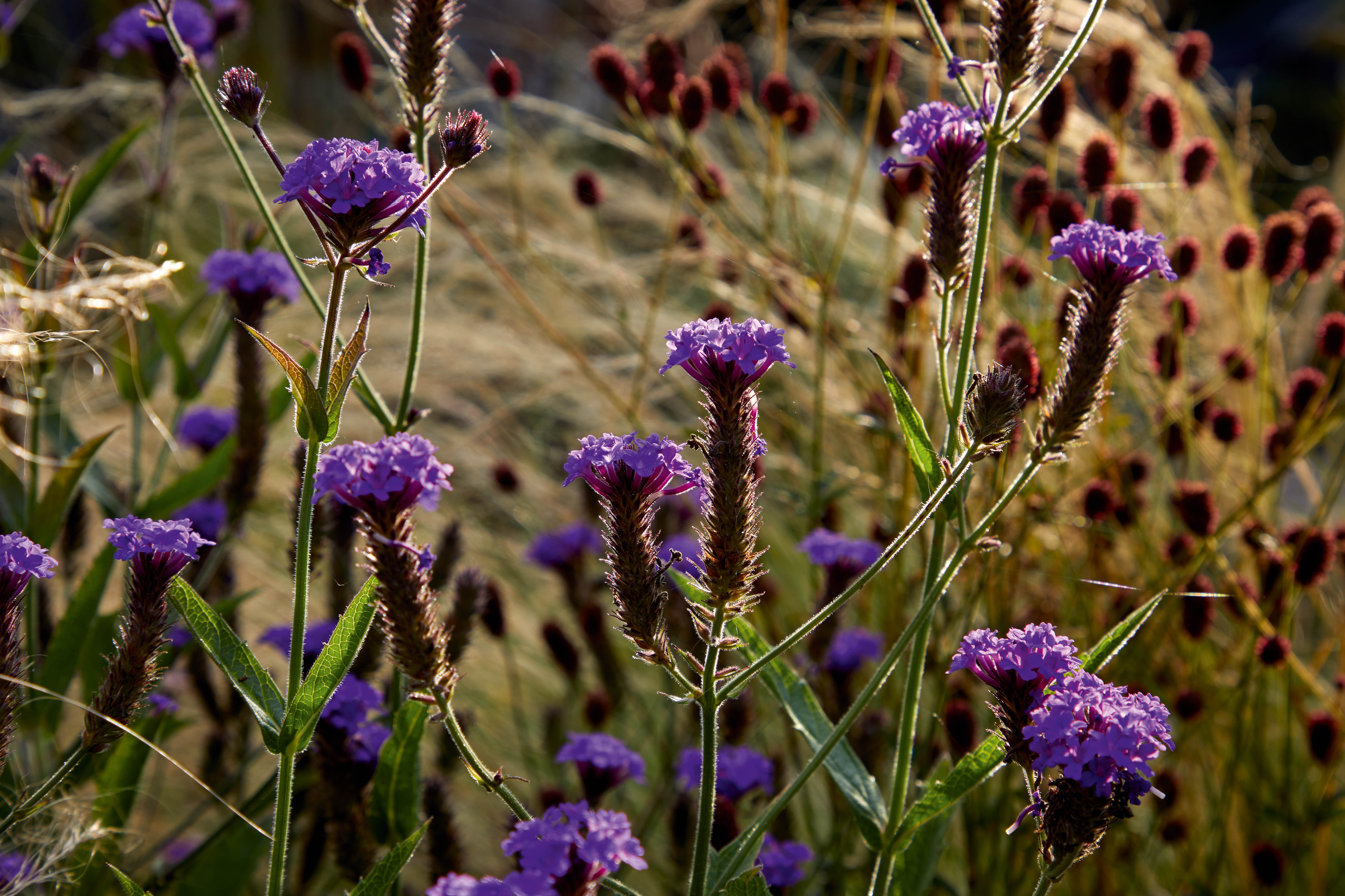 Verbena rigida