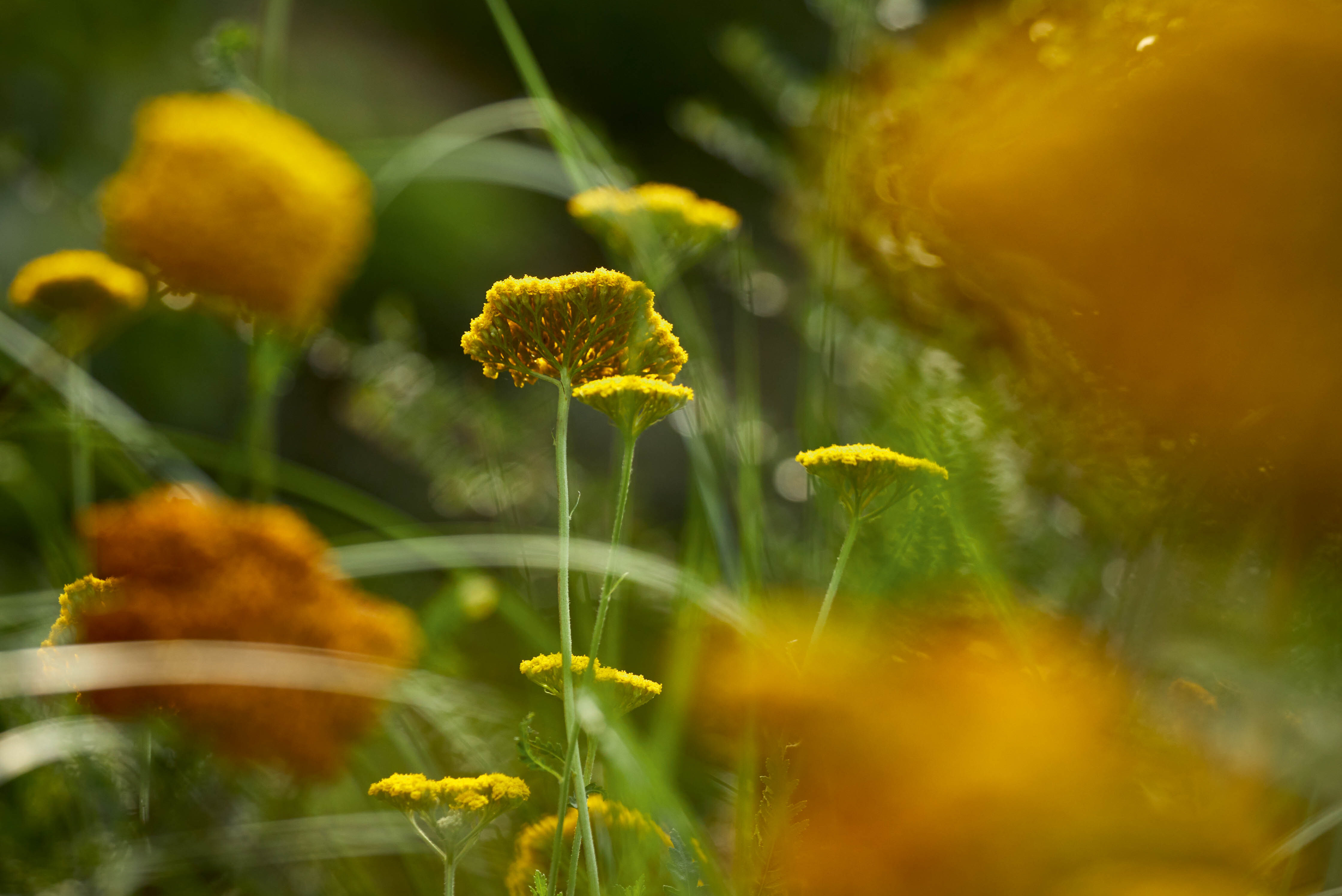 Achillea filipendulina ‘Gold Plate’
