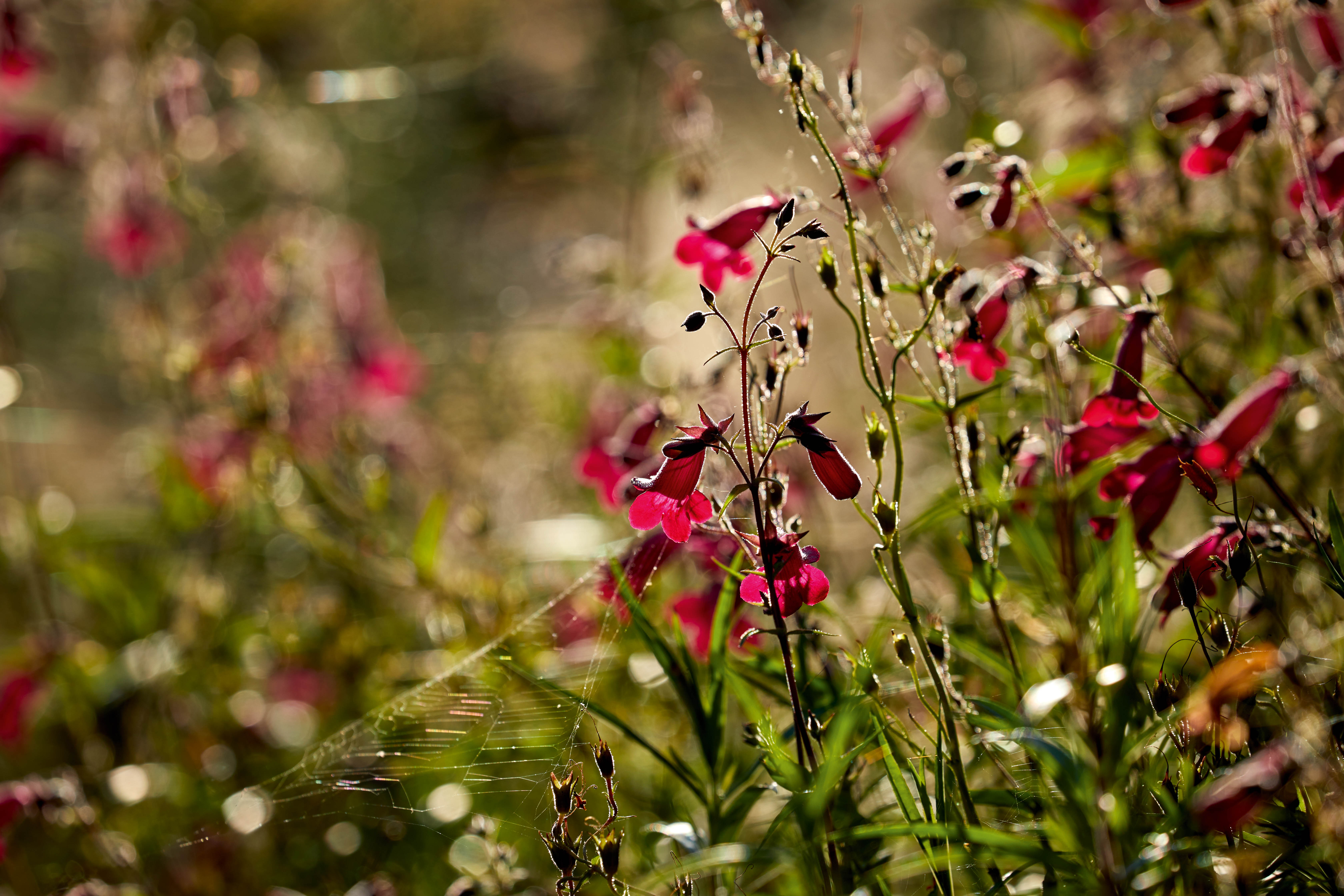 Penstemon ‘Andenken an Friedrich Hahn’