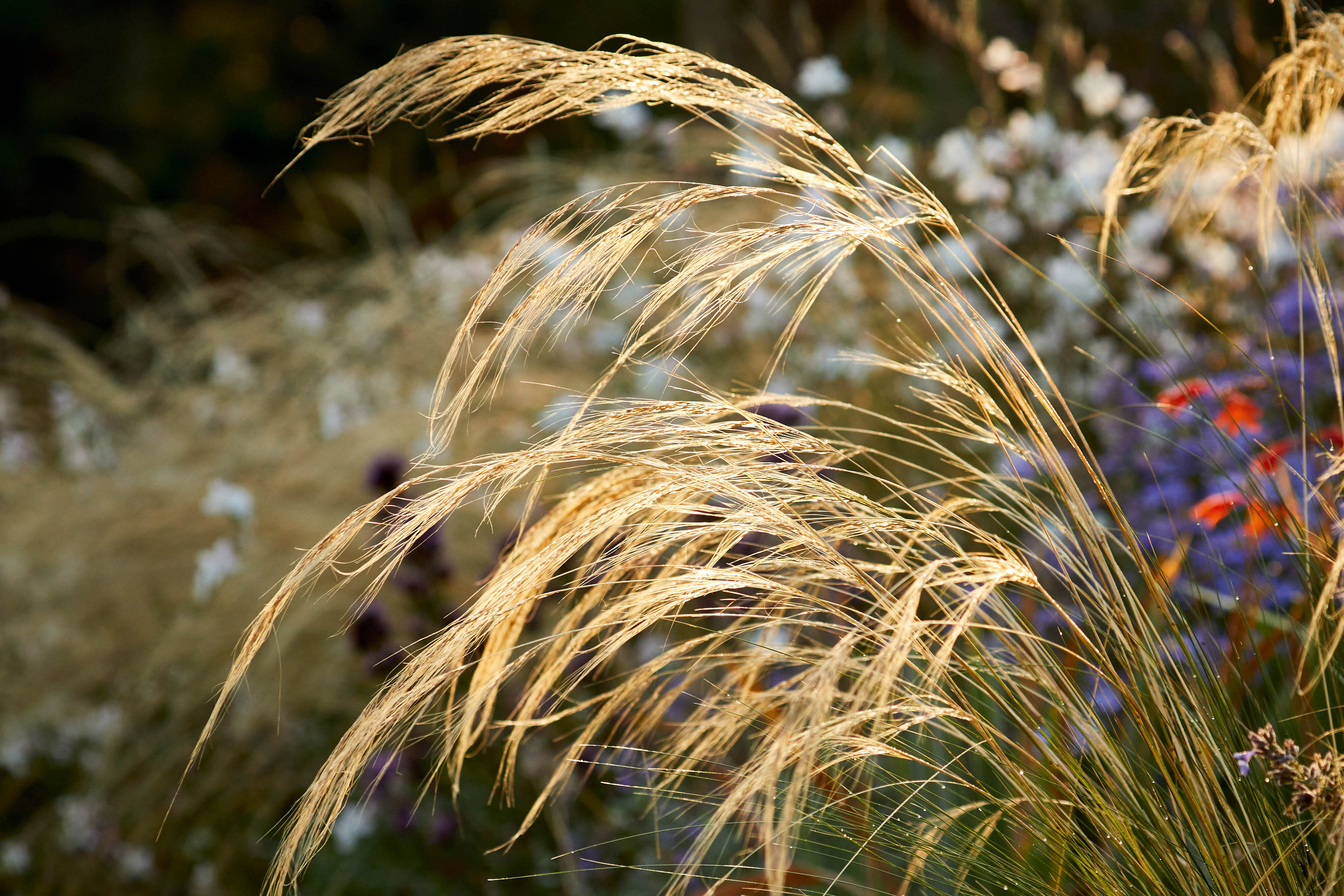 Stipa lessingiana
