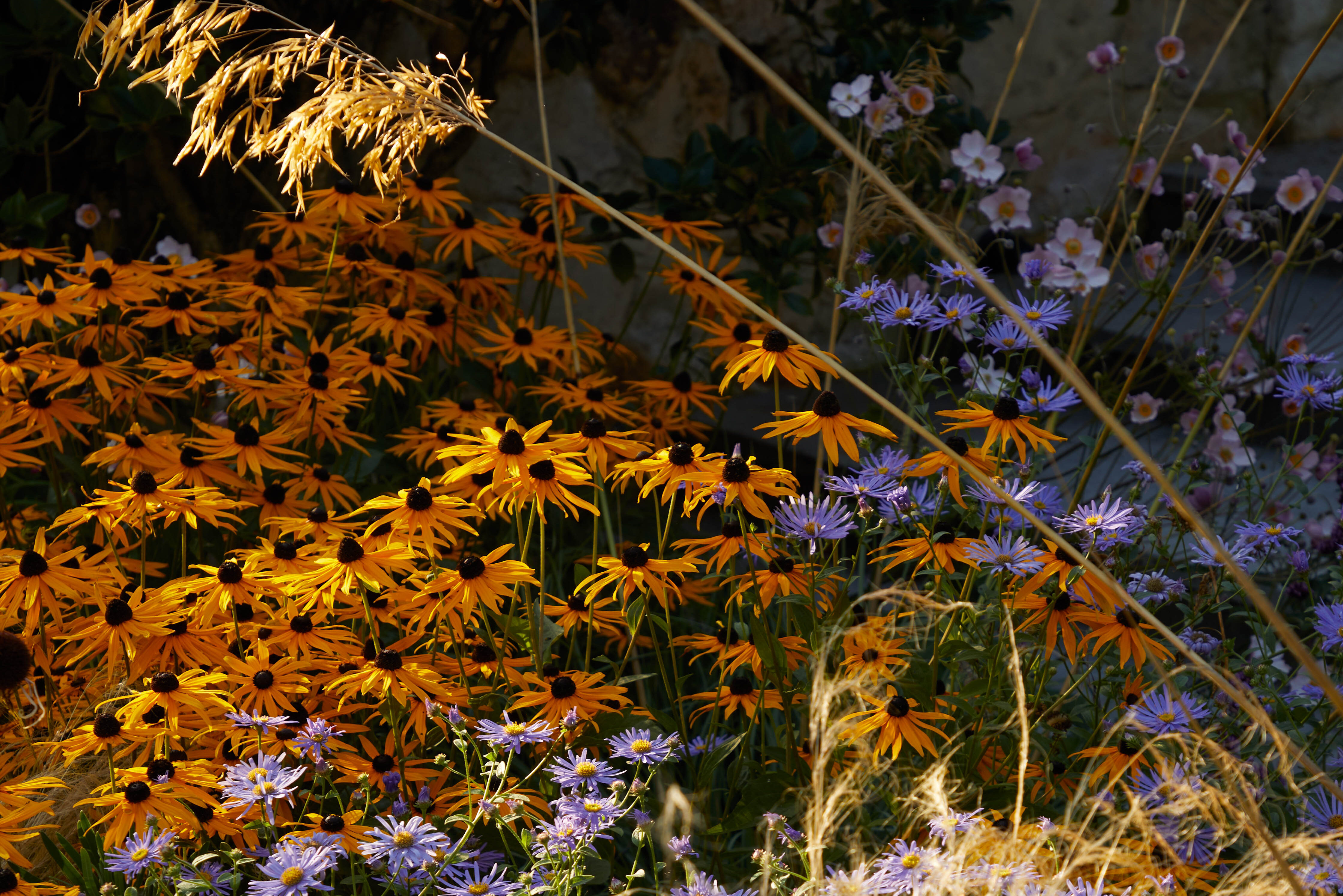 Rudbeckia fulgida var. sullivantii ‘Goldsturm’