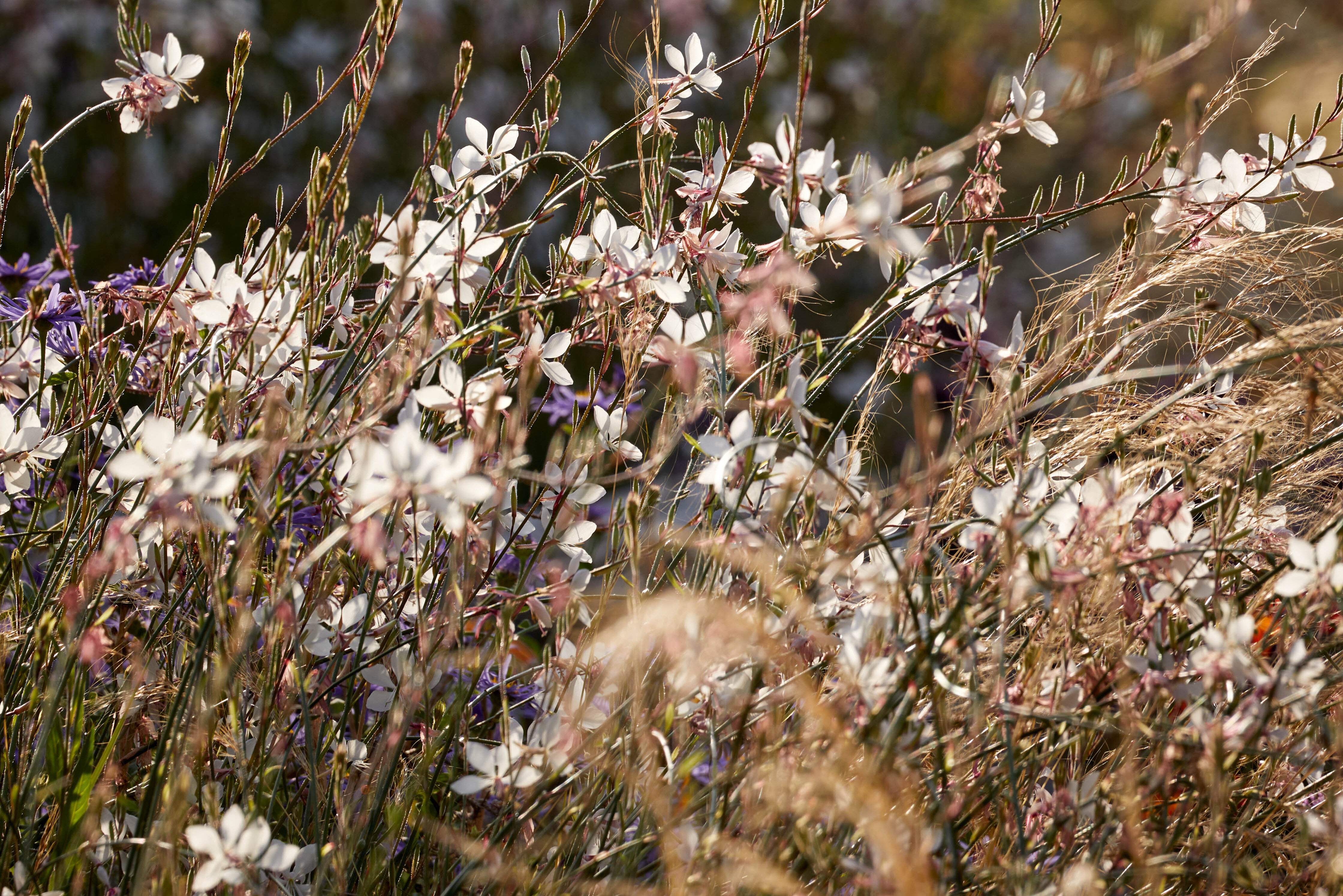 Oenothera lindheimeri ‘Whirling Butterflies’