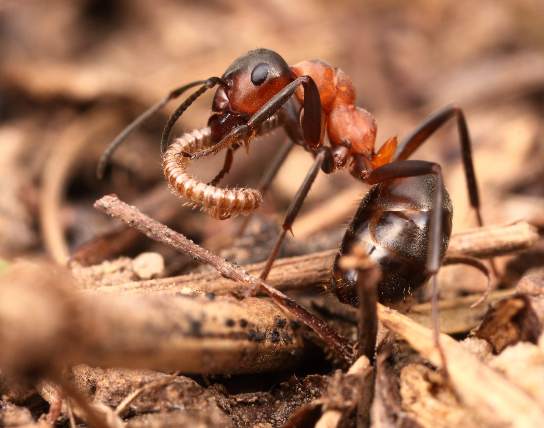 Ant eating © Adam Poledníček