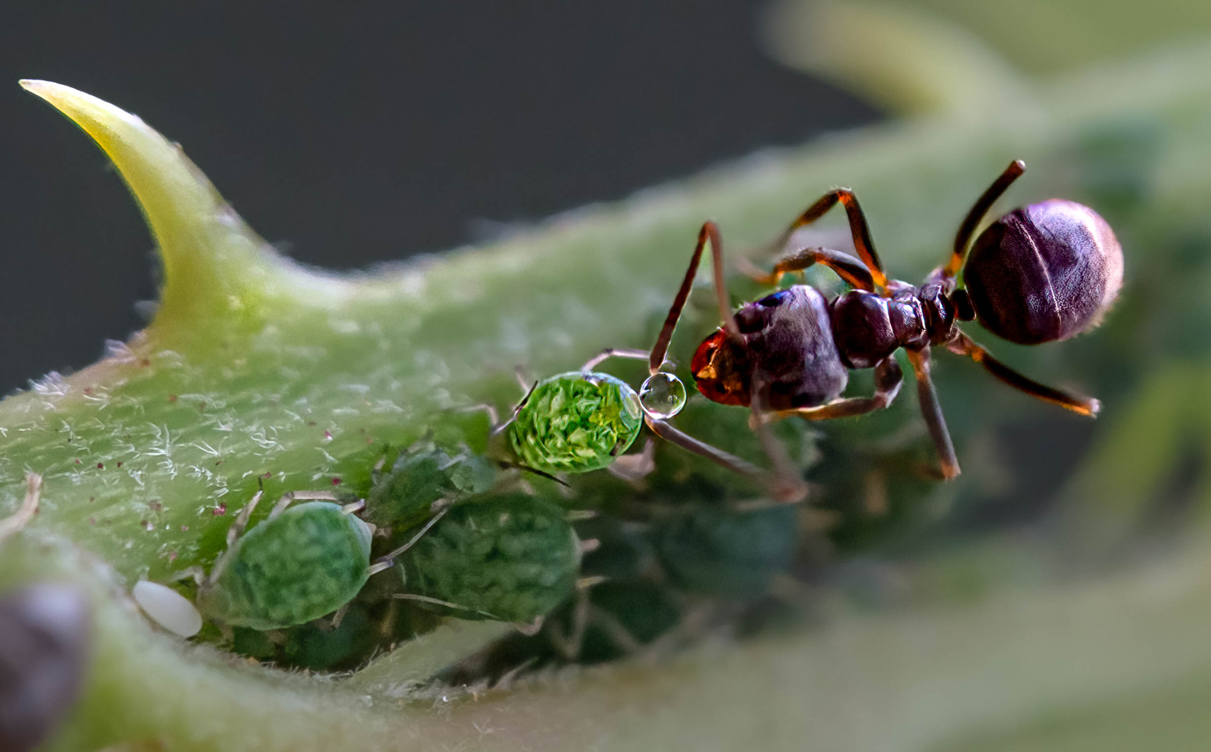 Ant with aphid honeydew droplet © Royal Entomological Society
