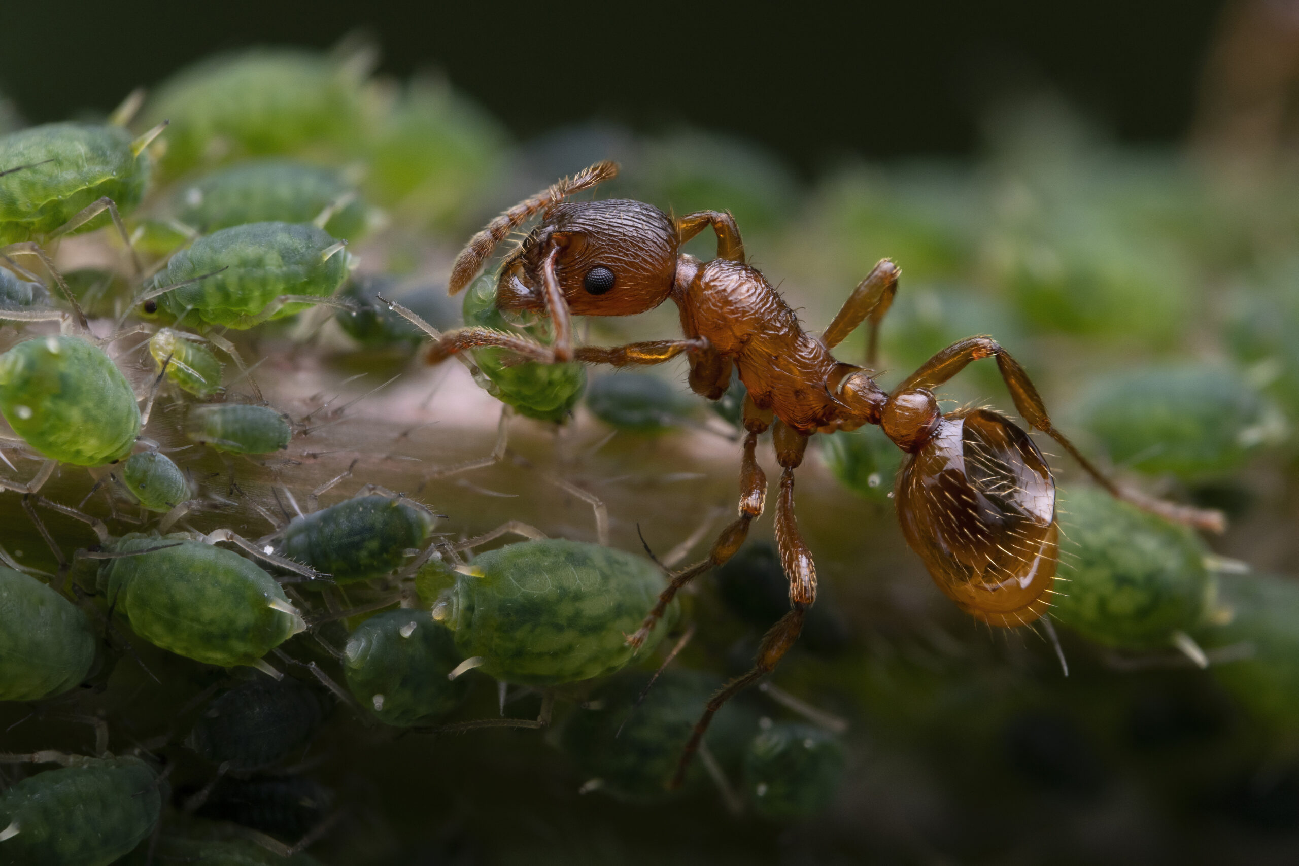 Ant and aphids © Royal Entomological Society