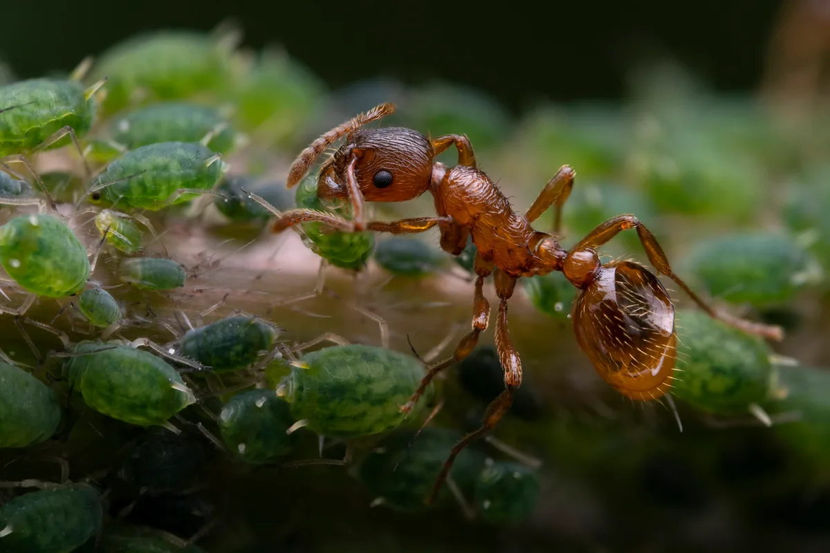 Ant and aphids © Royal Entomological Society Ant and aphids © Royal Entomological Society