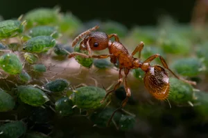 Ant and aphids © Royal Entomological Society Ant and aphids © Royal Entomological Society