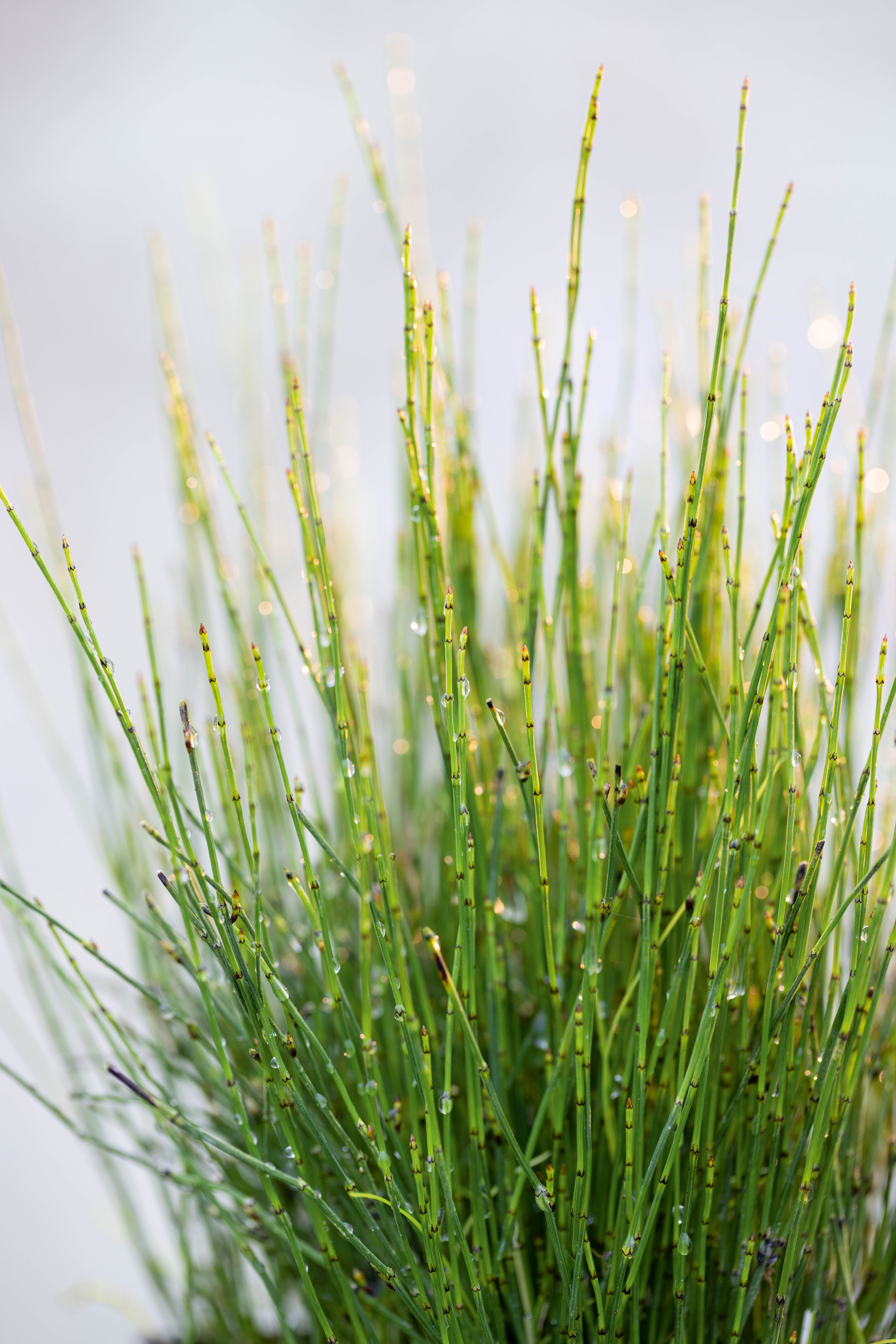 Equisetum scirpoides, miniature horsetails