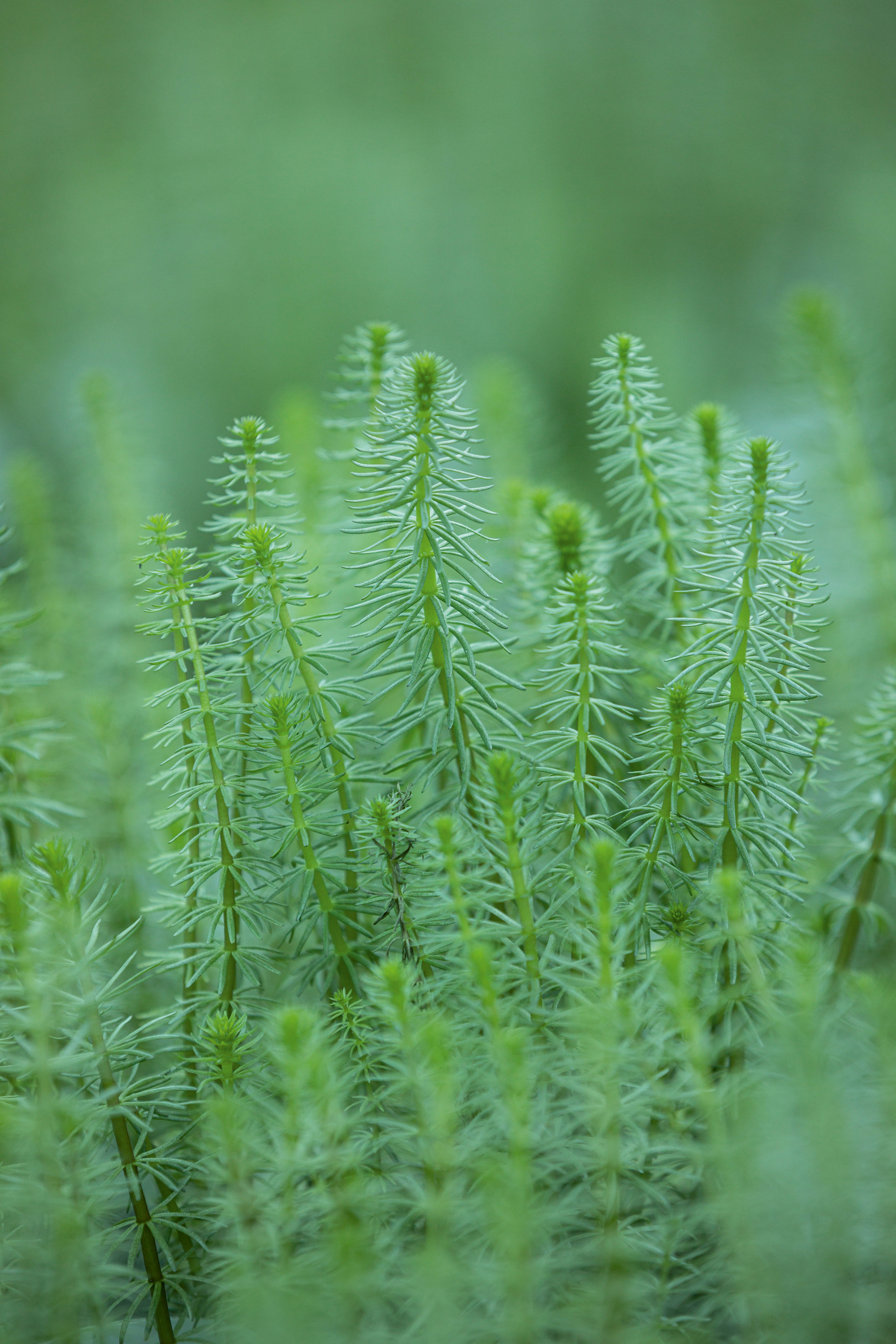Hippuris Vulgaris, Mare's Tail