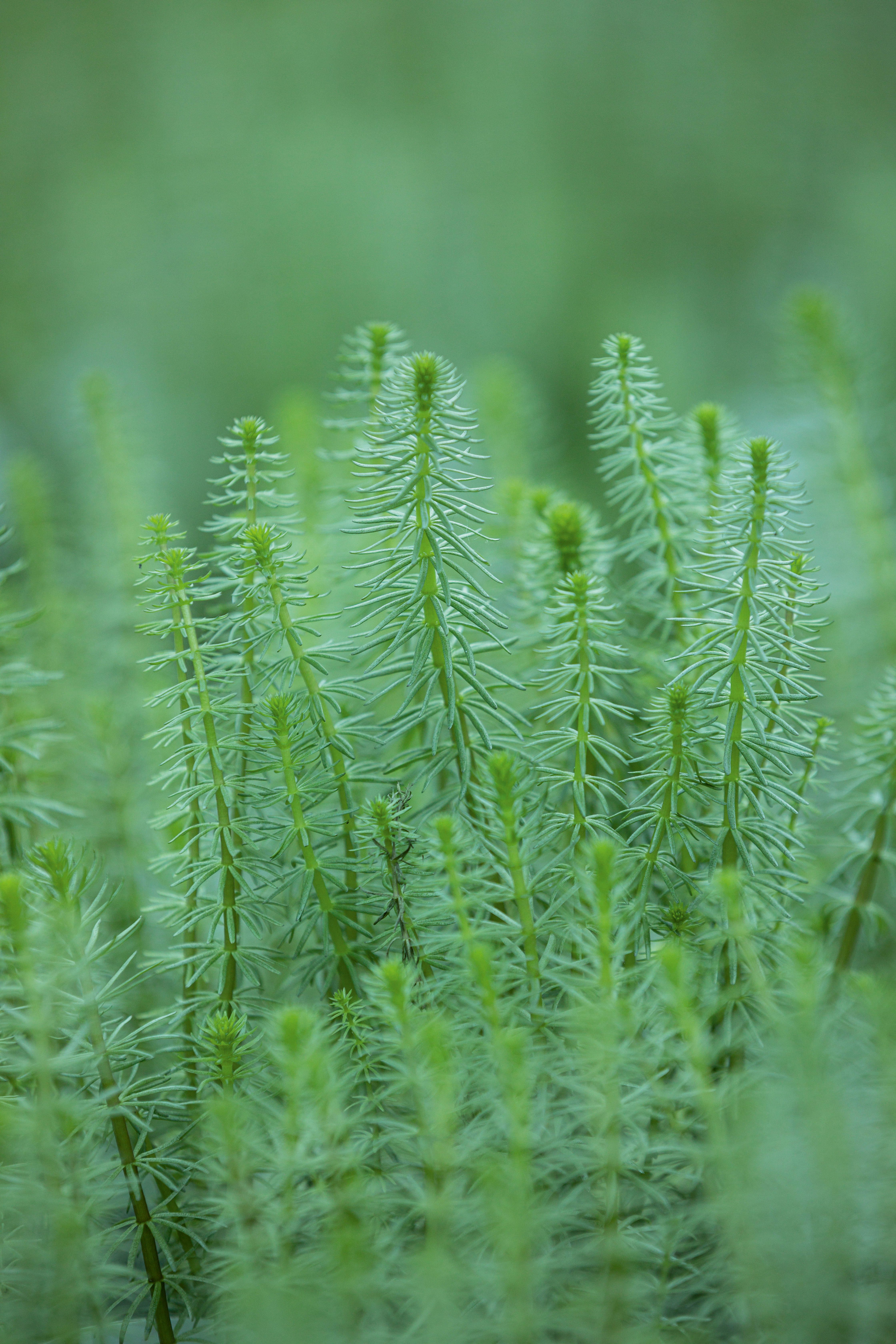 Hippuris Vulgaris, Mare's Tail