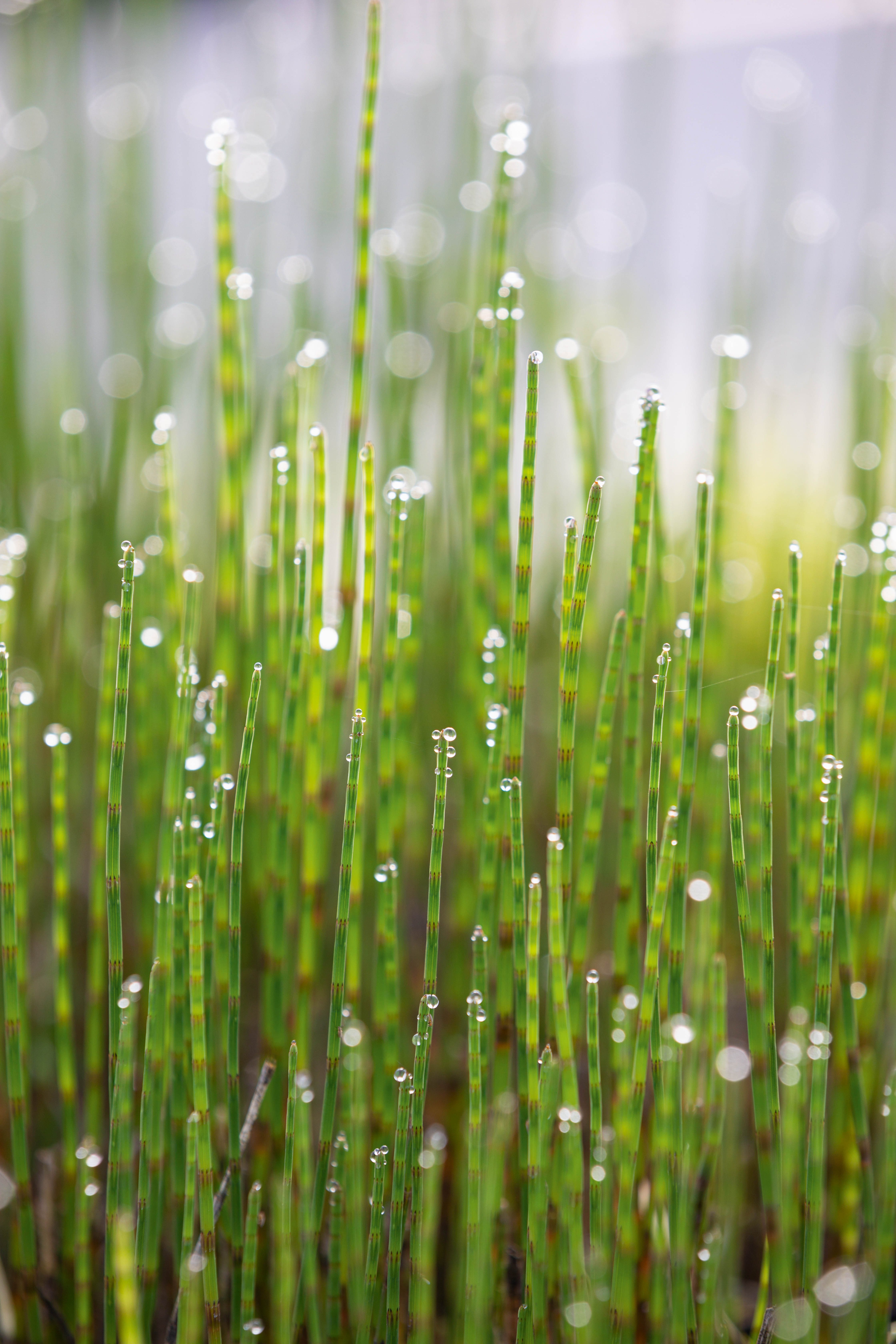 Equisetum fluviatile, Water Horsetail