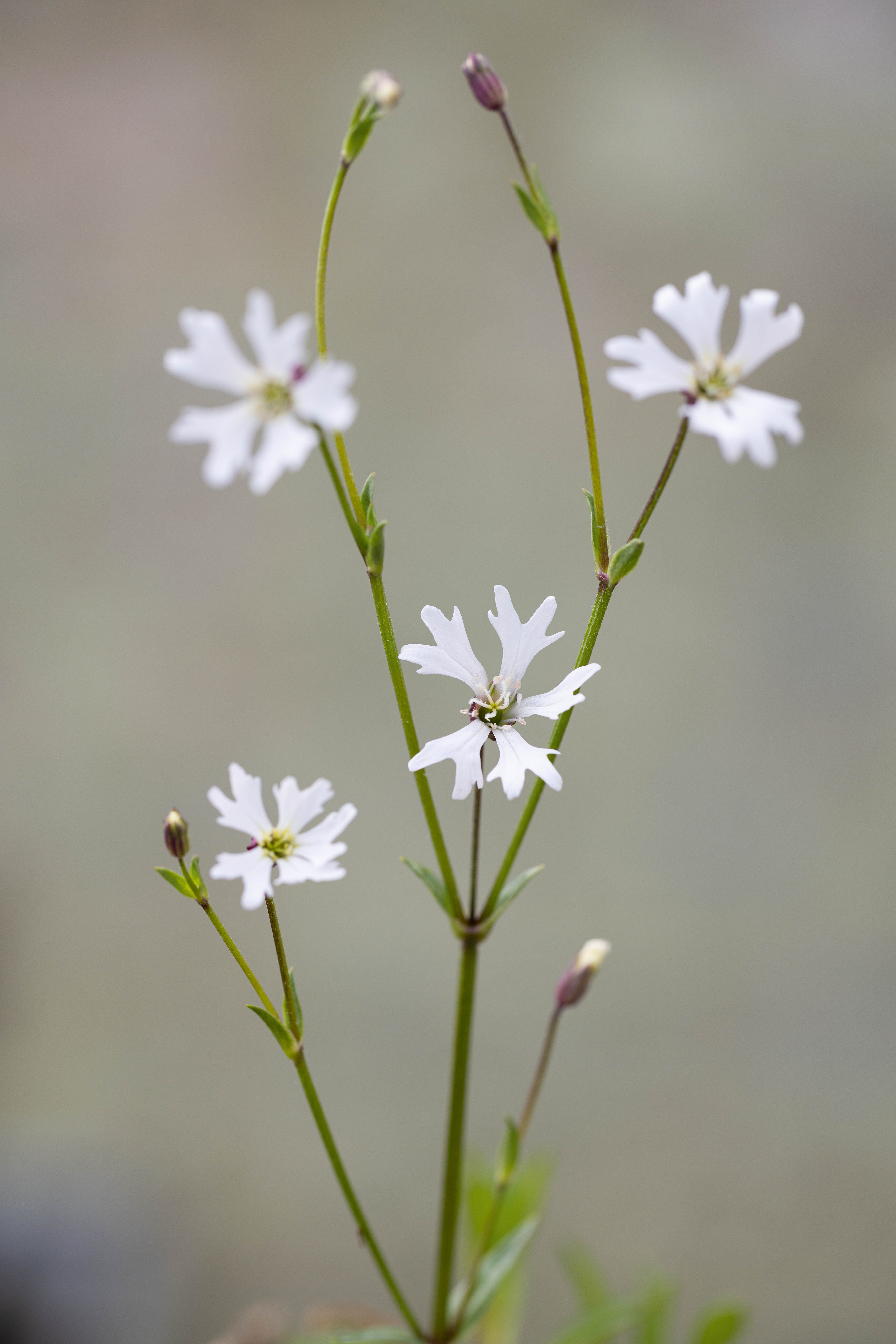 Lychnis flos-cuculi White, ragged robin White