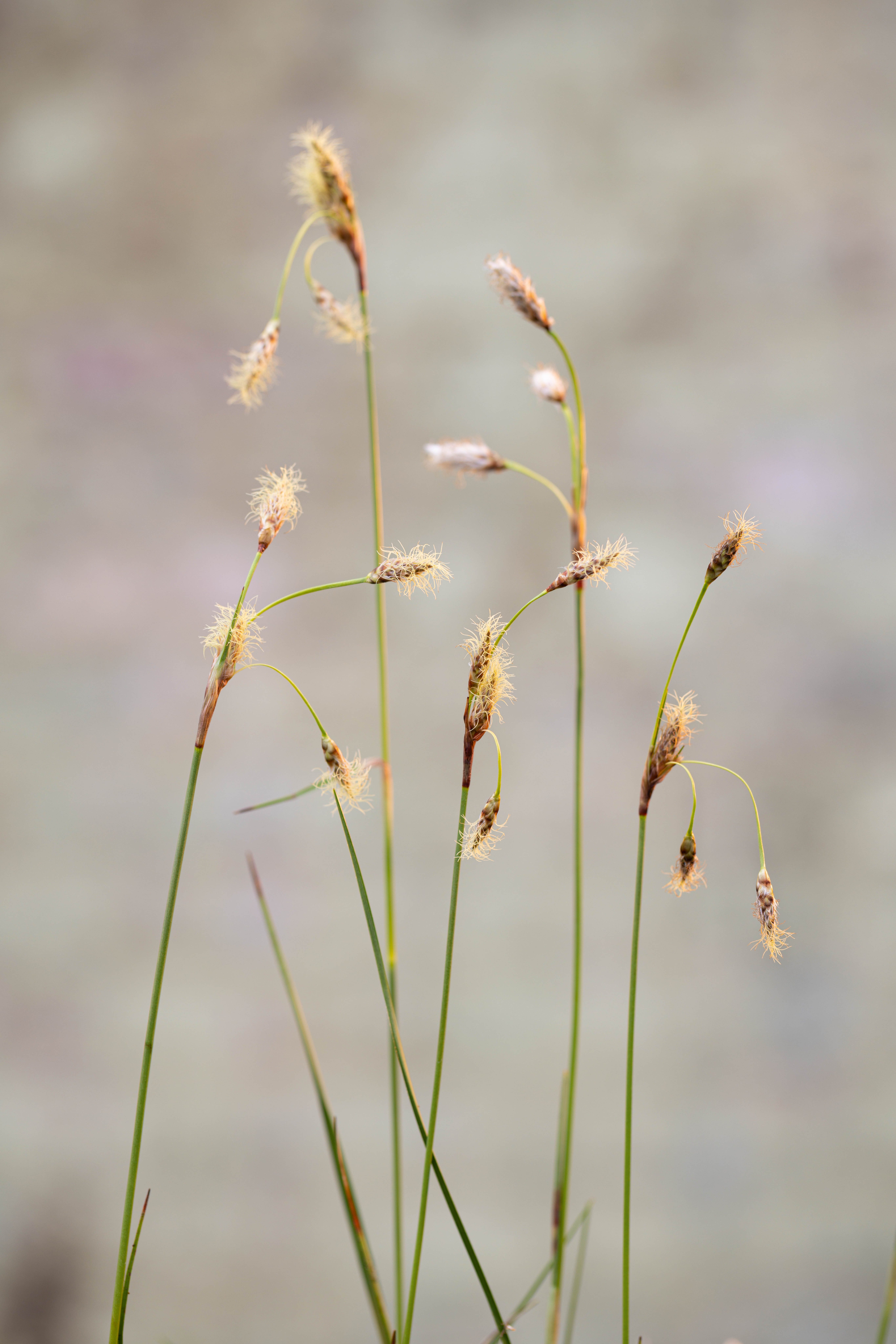 Eriophorum Angustifolium, Cotton Grass