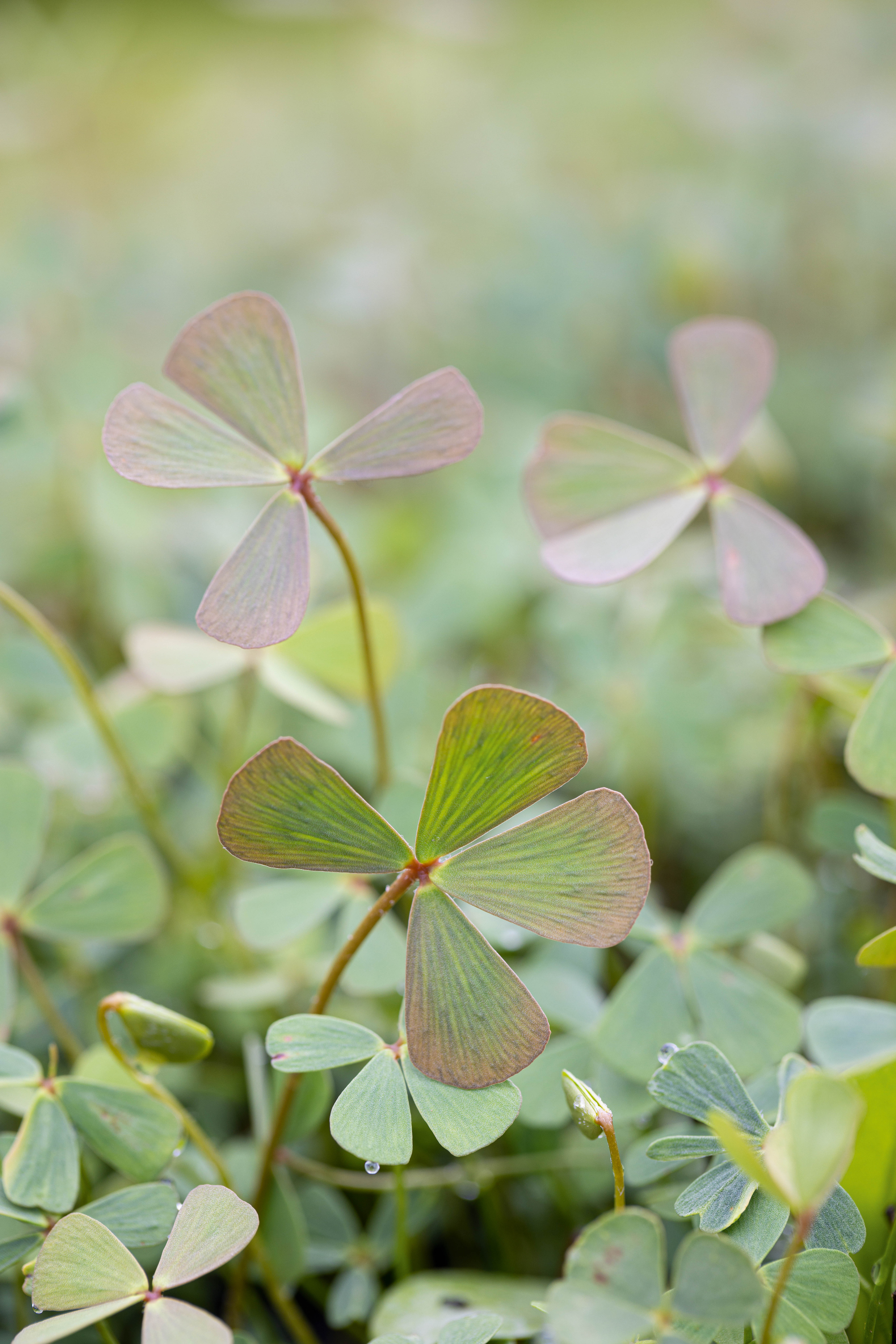 Marsilea quadrifolia, water shamrock