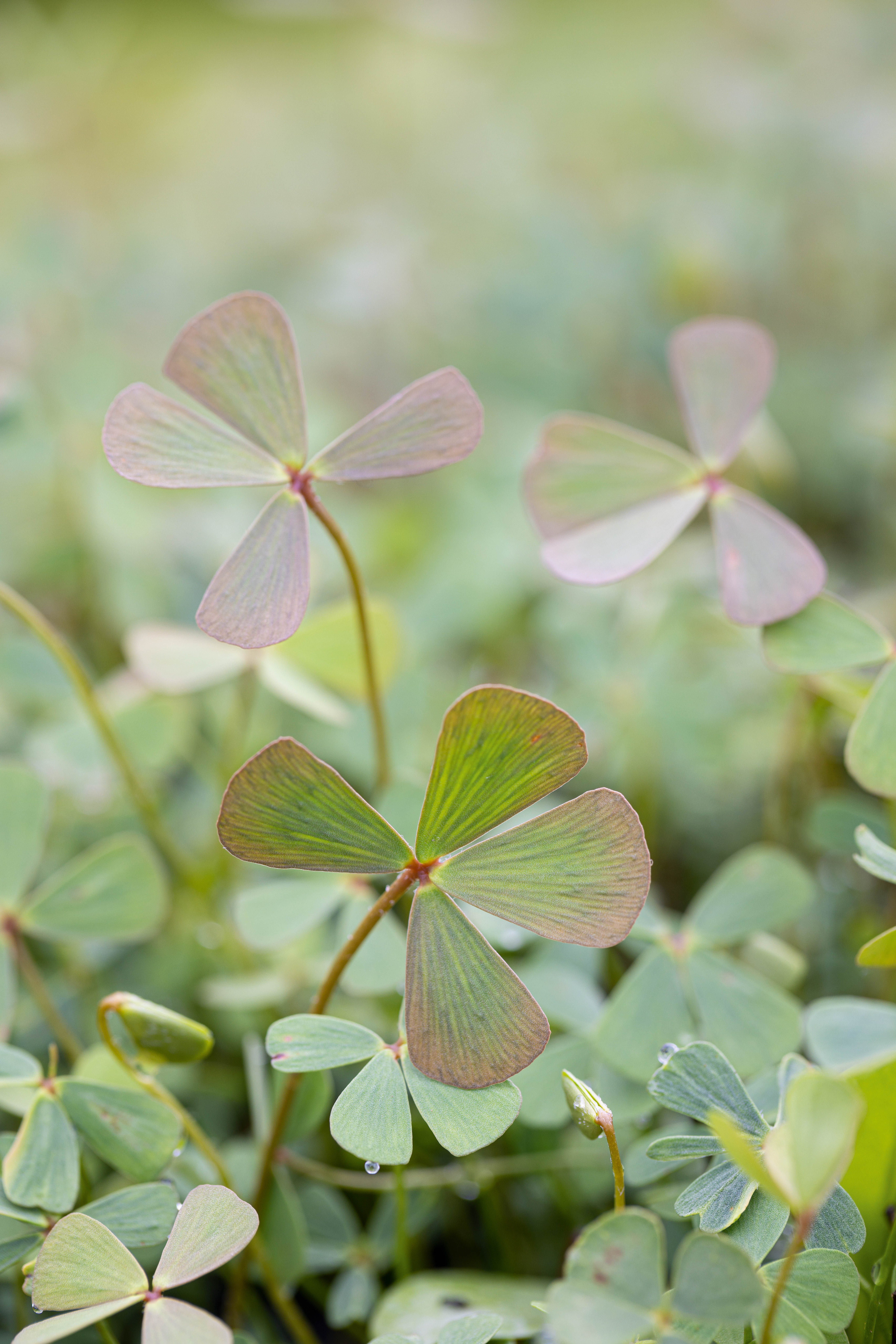 Marsilea quadrifolia, water shamrock