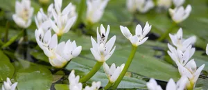 Aponogeton distachyos Aponogeton distachyos