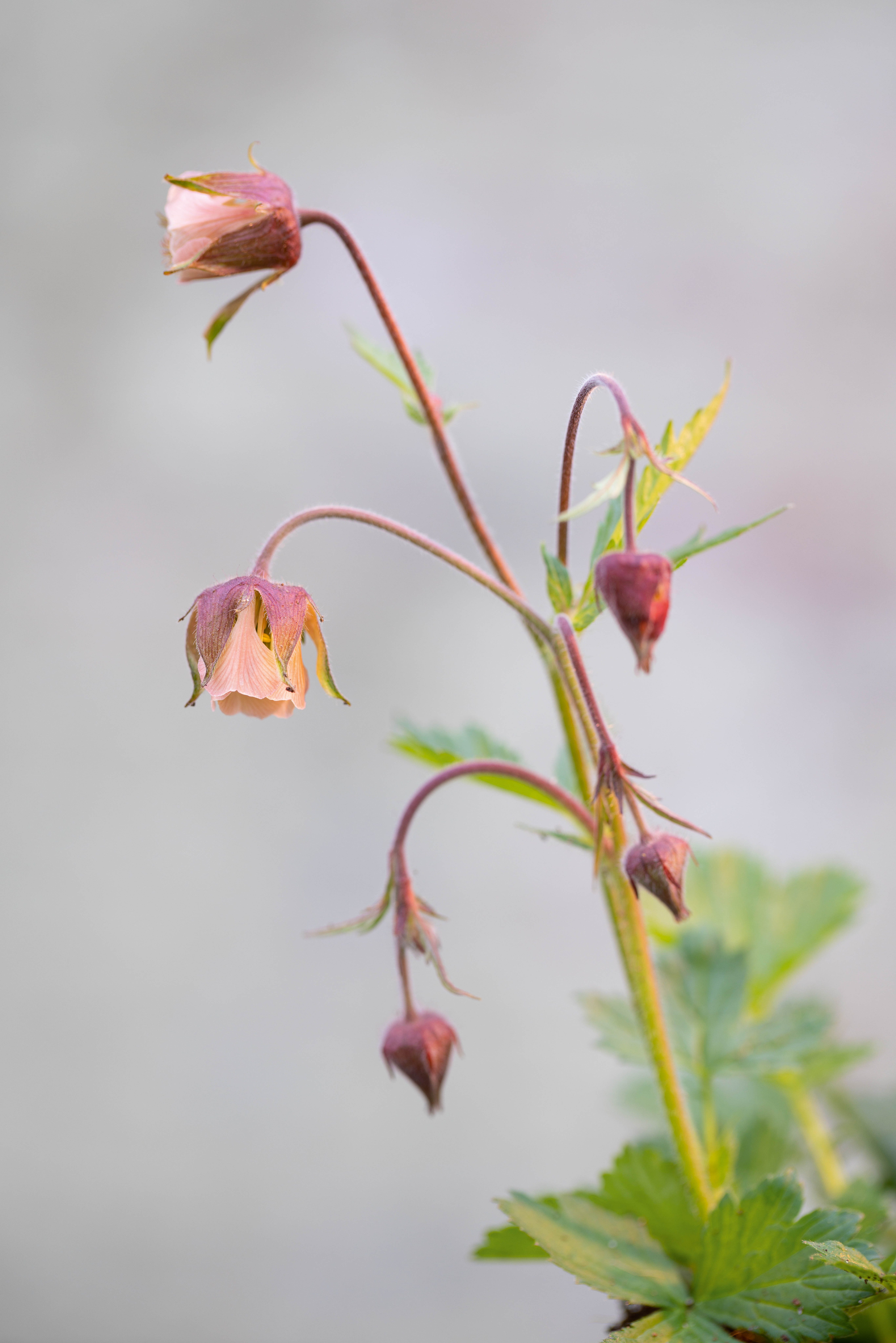 Geum rivale, water avens