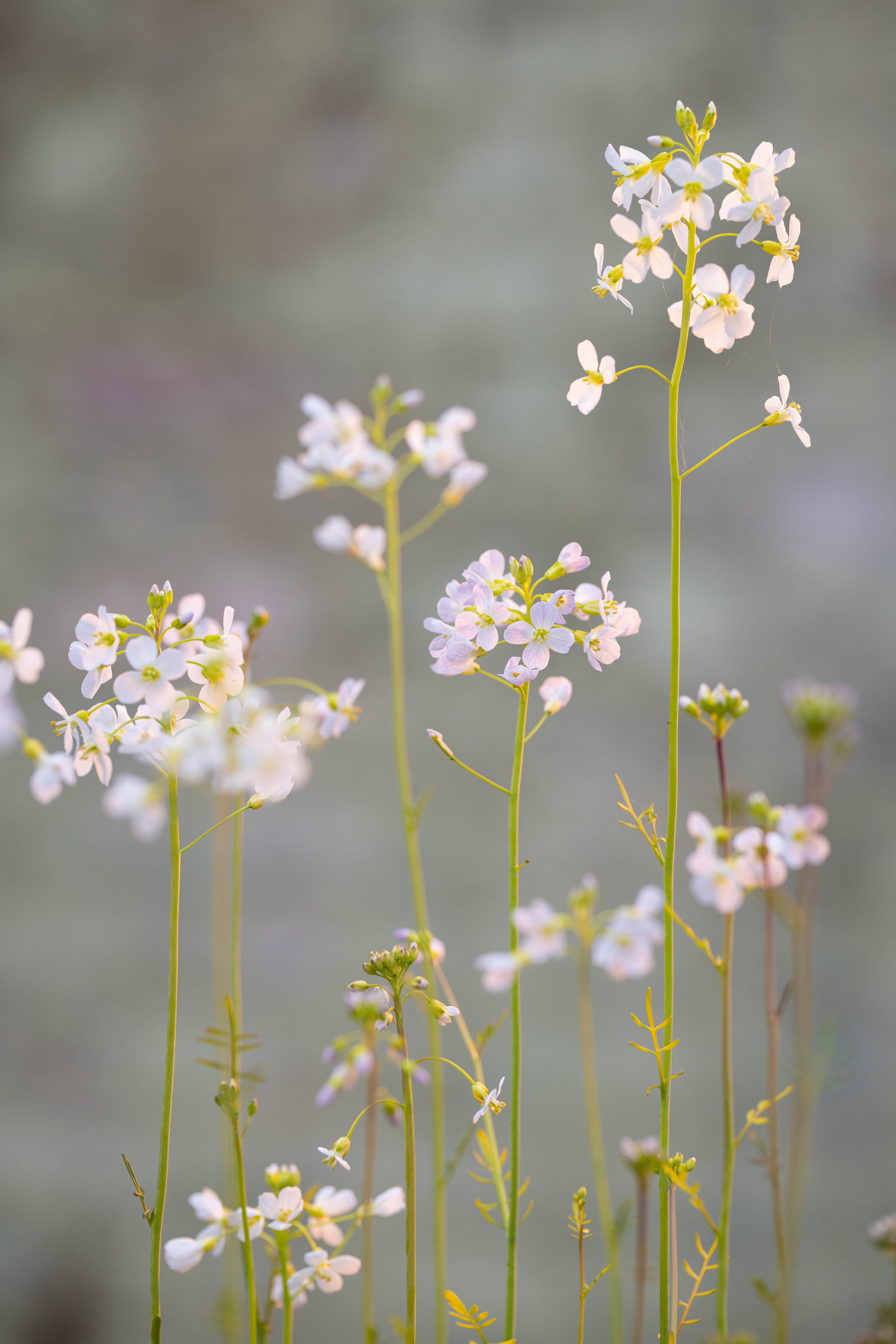 Cardamine pratensis, lady's smock