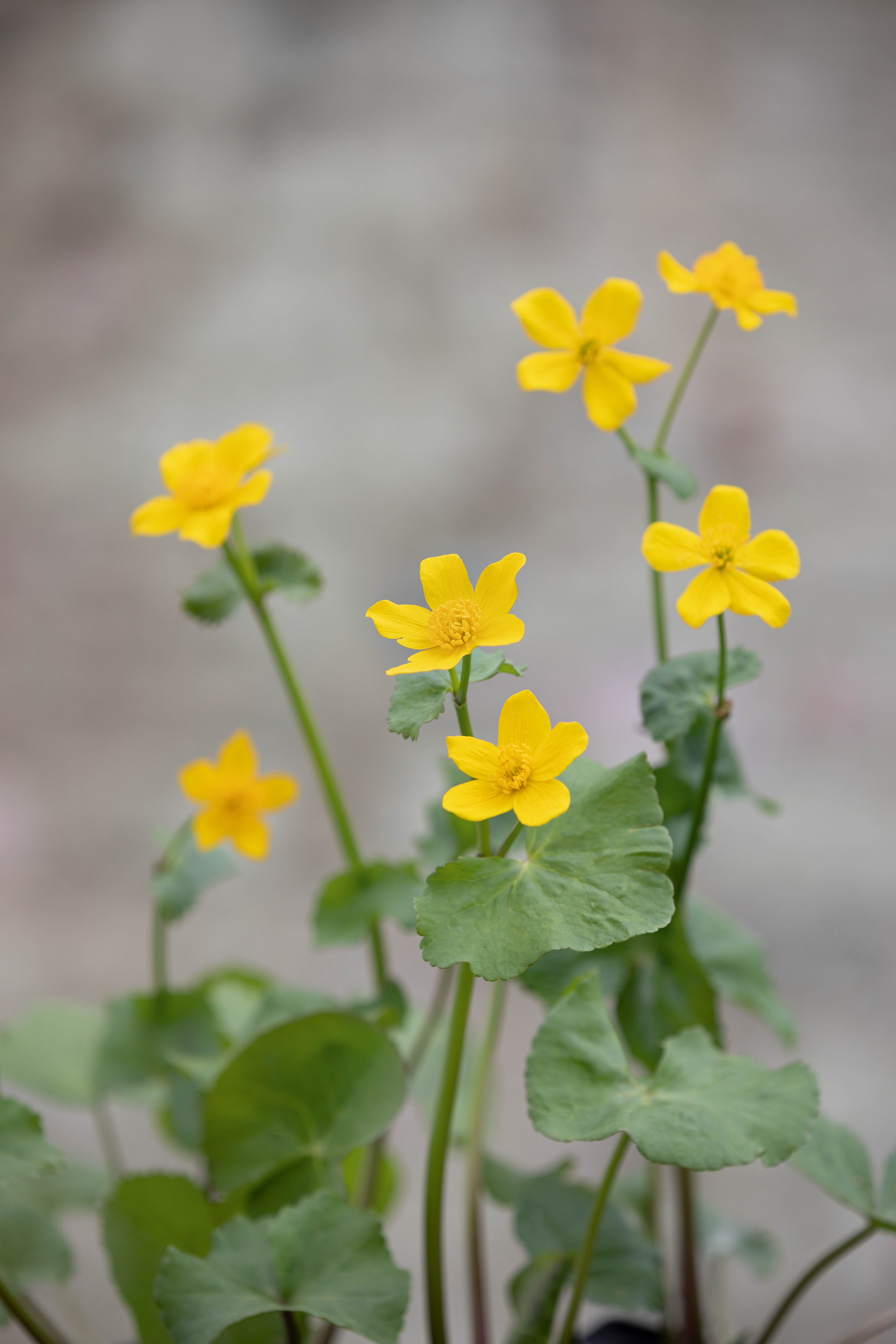 Caltha palustris, marsh marigold, Caltha cornuta