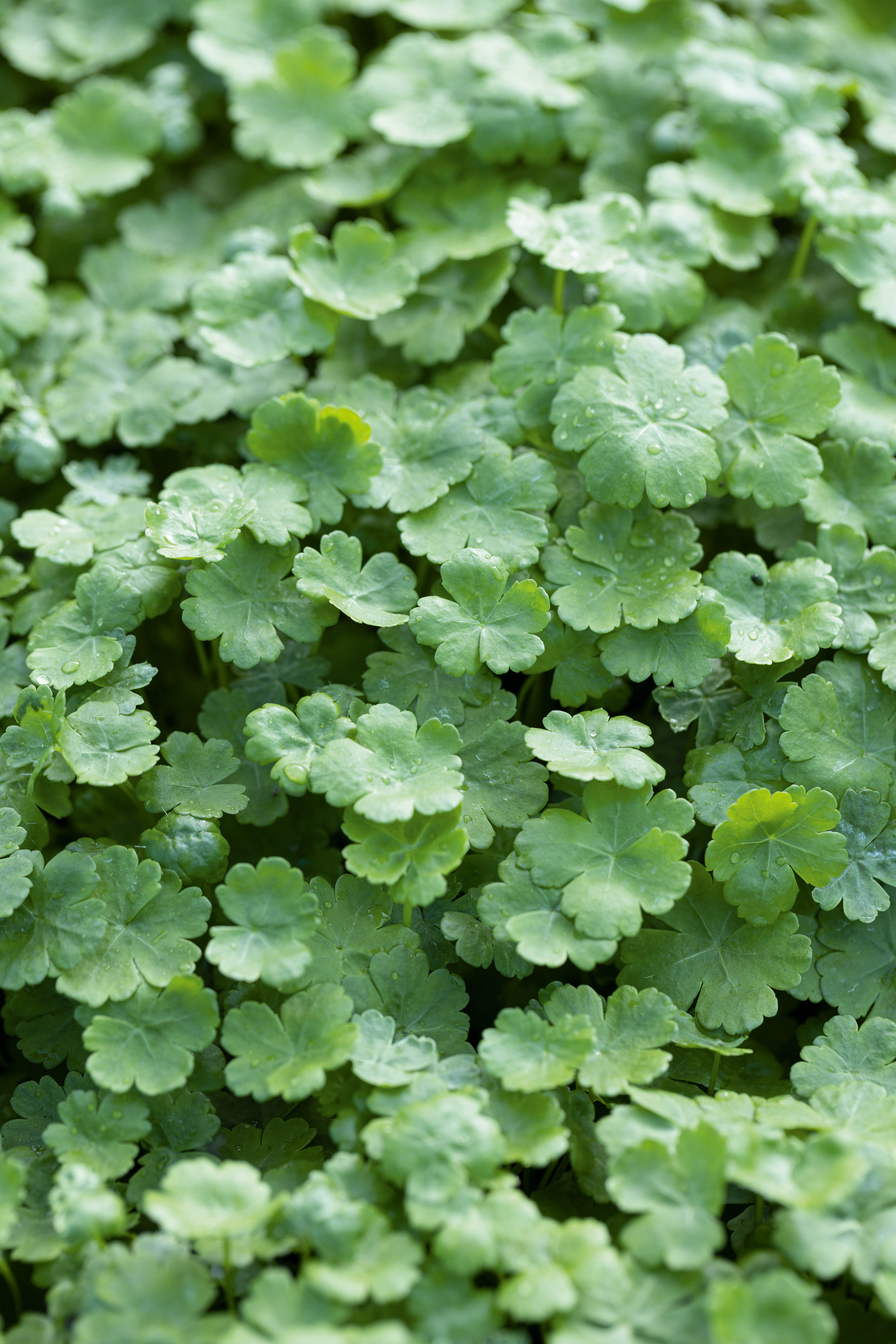 Hydrocotyle sibthorpioides