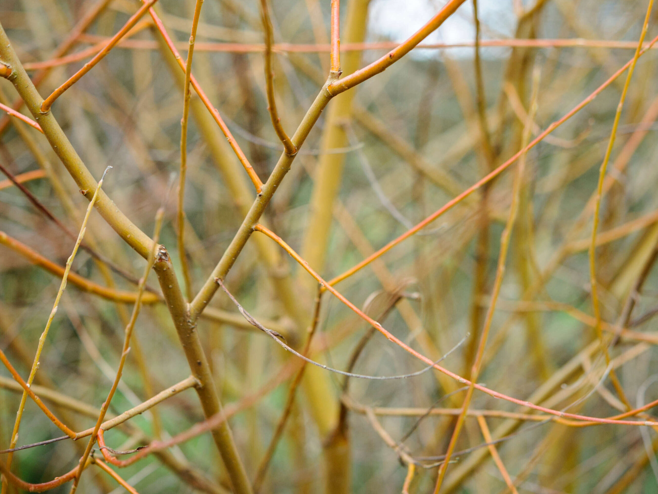 Salix alba var. vitellina ‘Britzensis’,