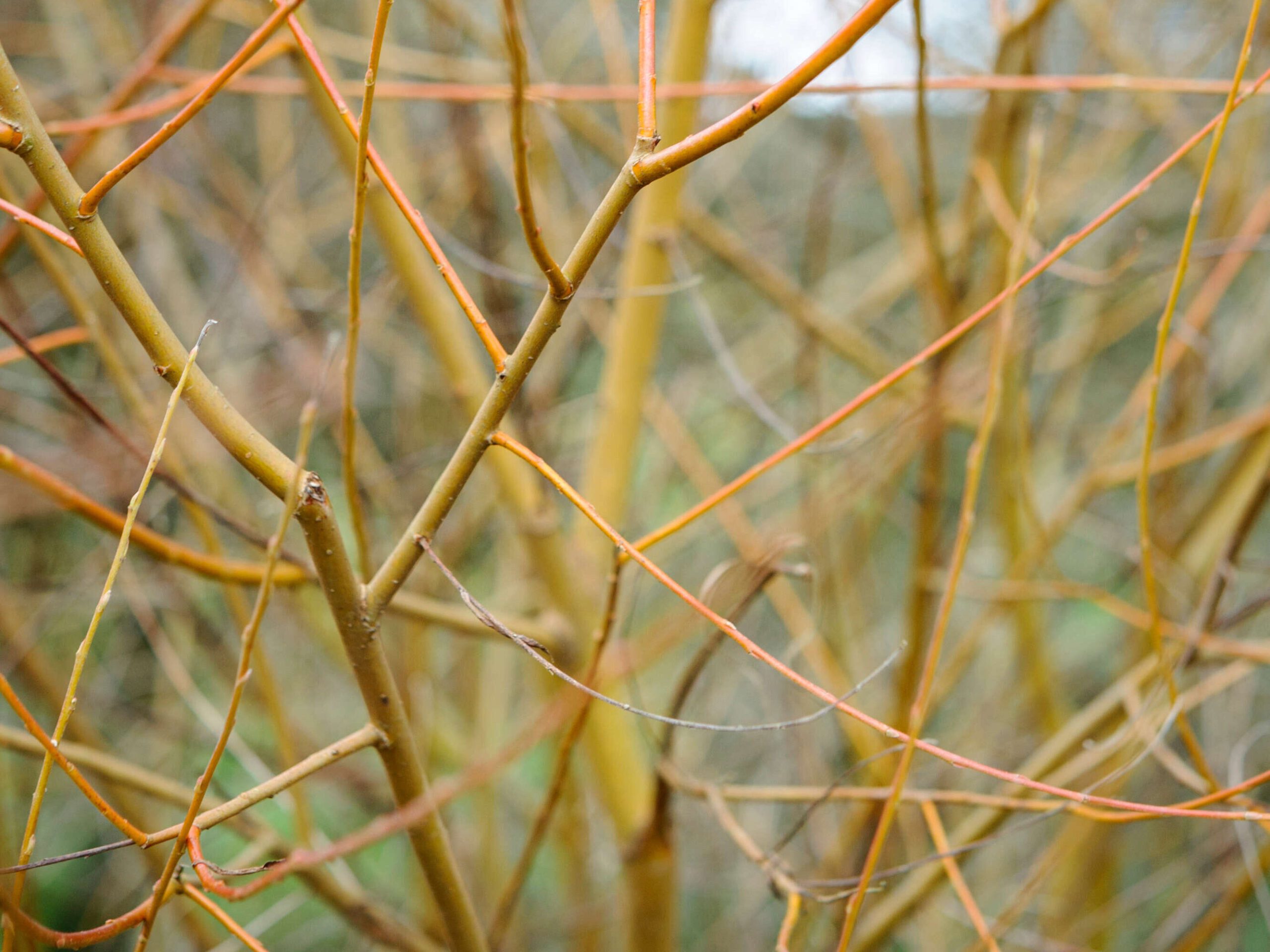 Salix alba var. vitellina ‘Britzensis’,