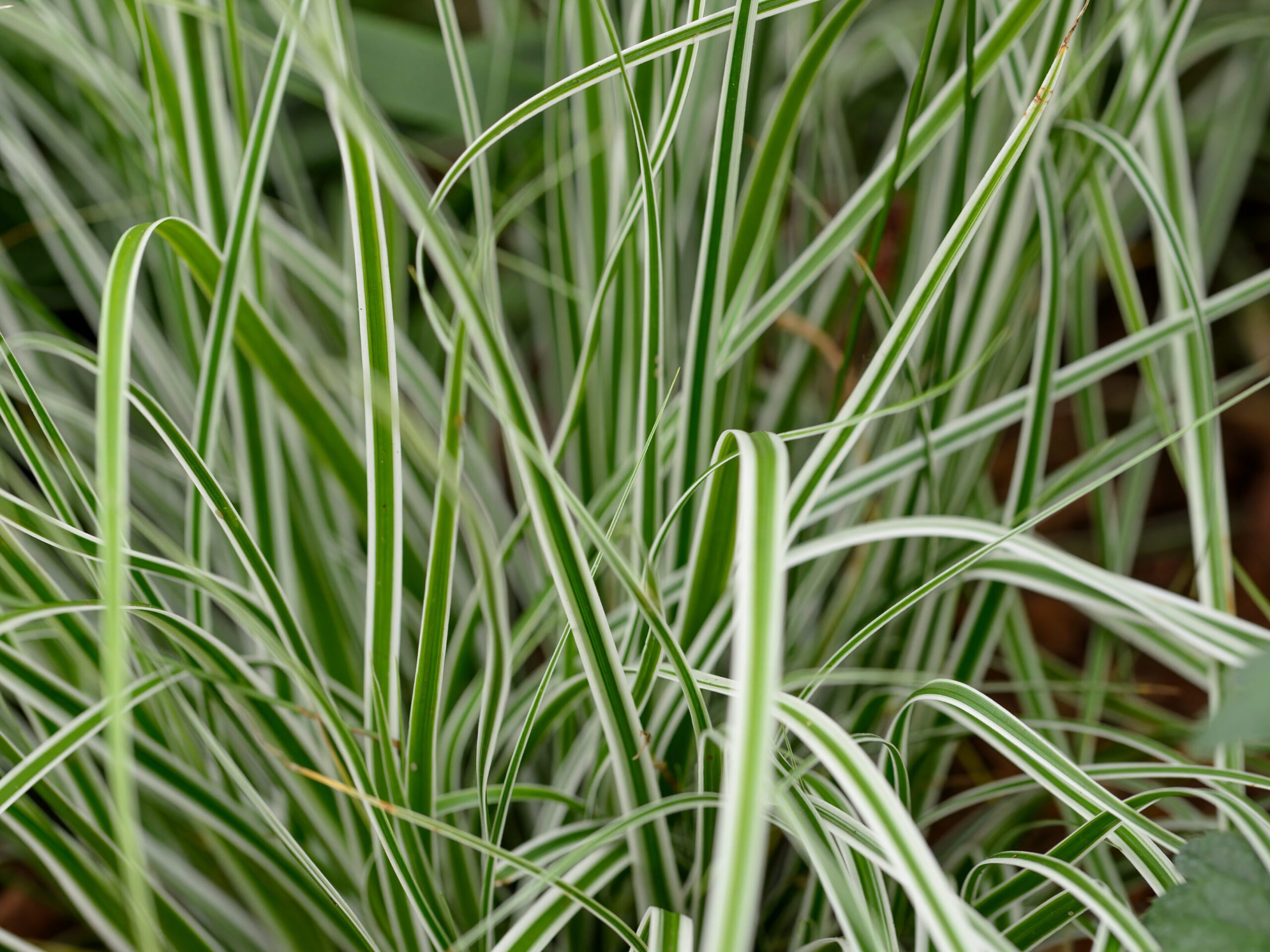 Carex oshimensis 'Everest'