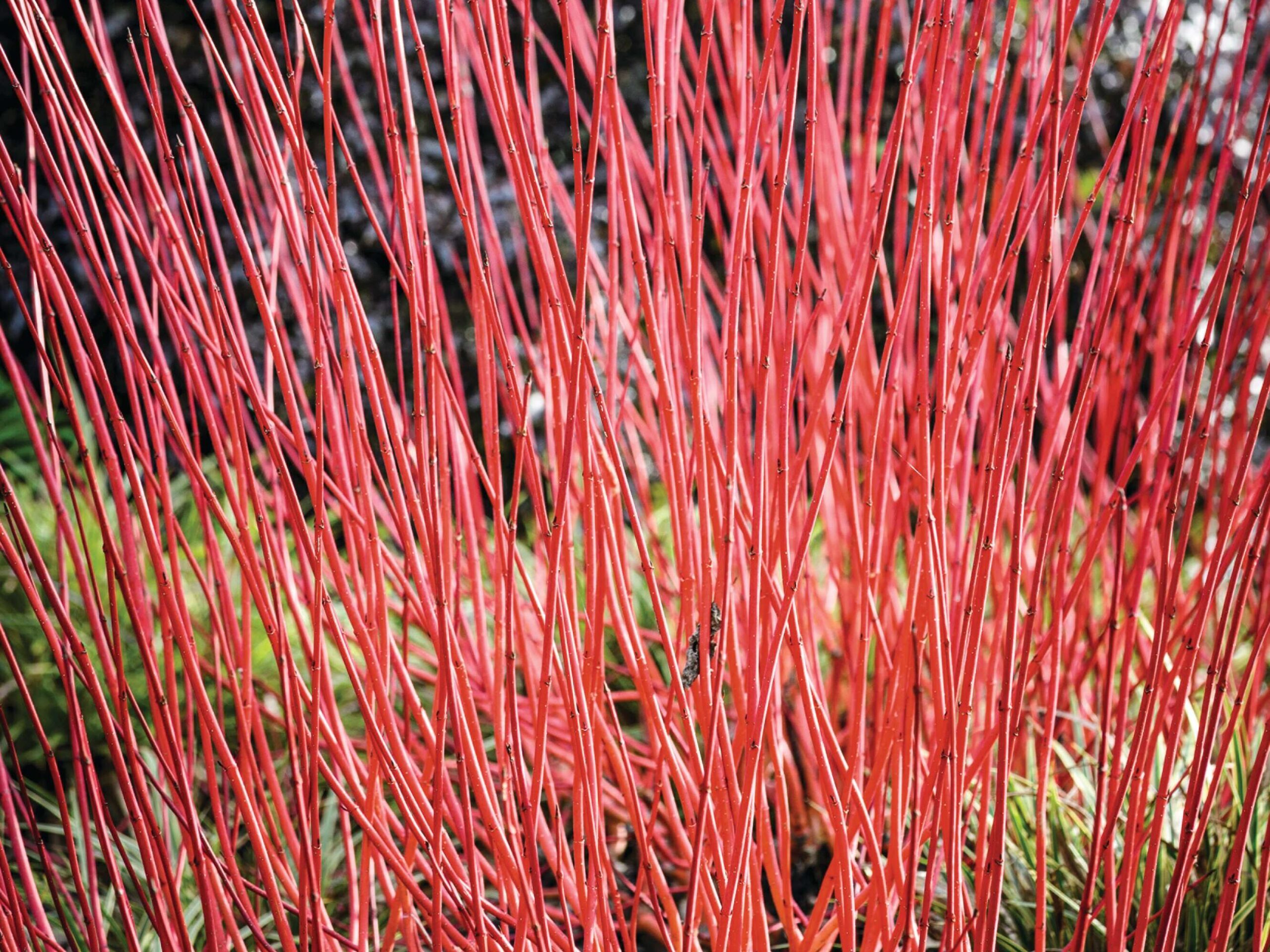 Cornus alba 'Sibirica'