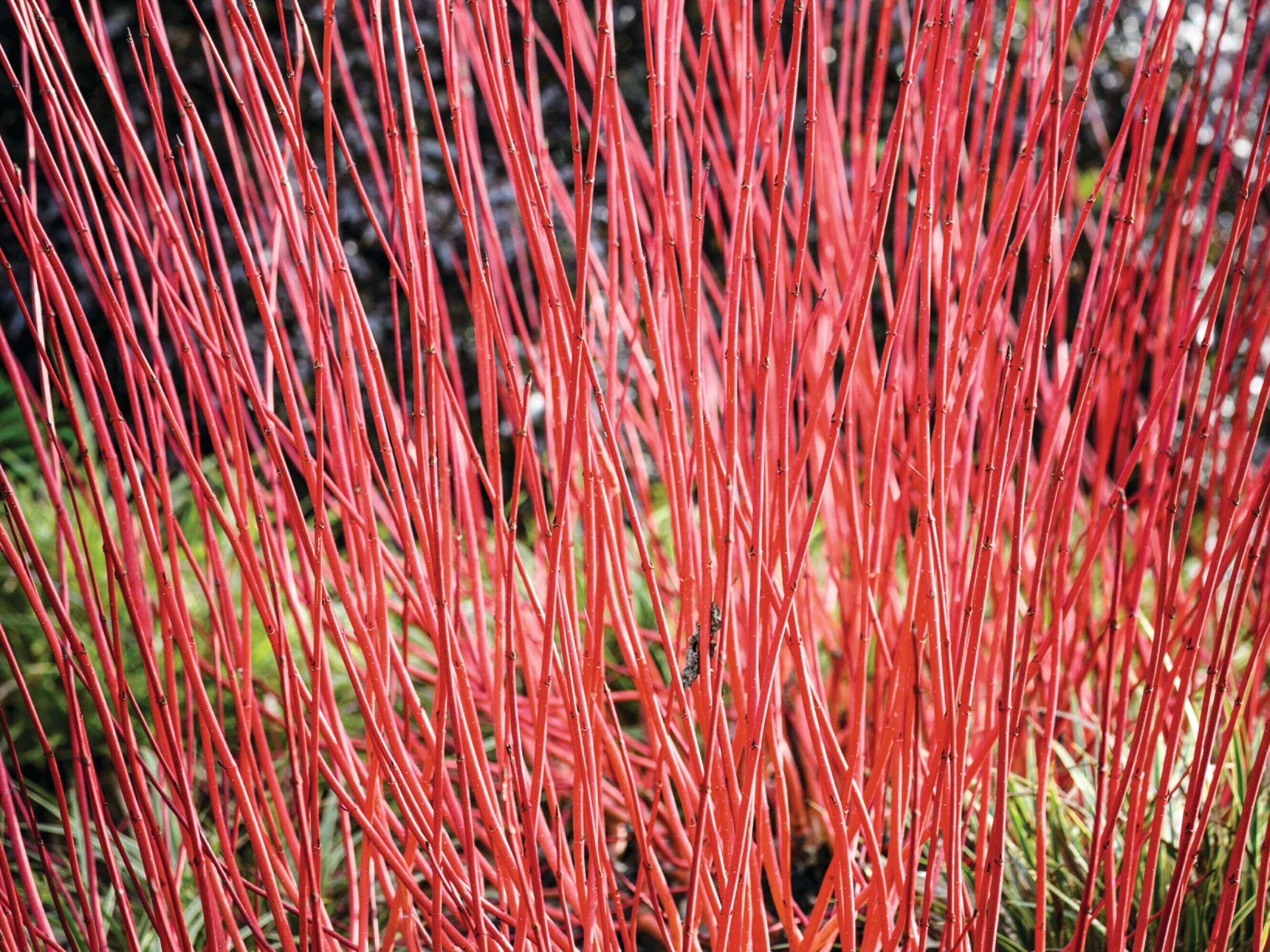 Cornus alba 'Sibirica'