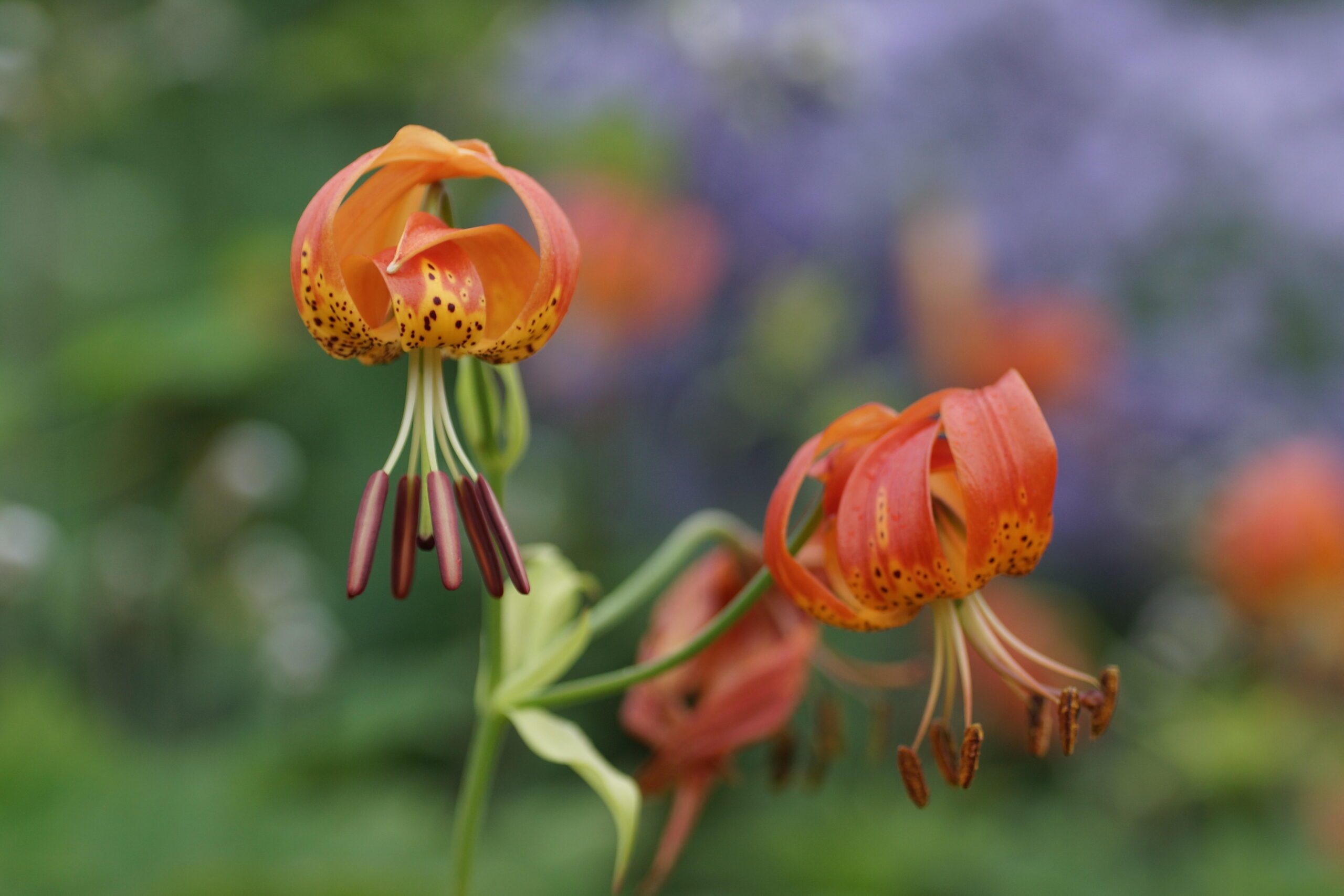 Lilium pardalinum