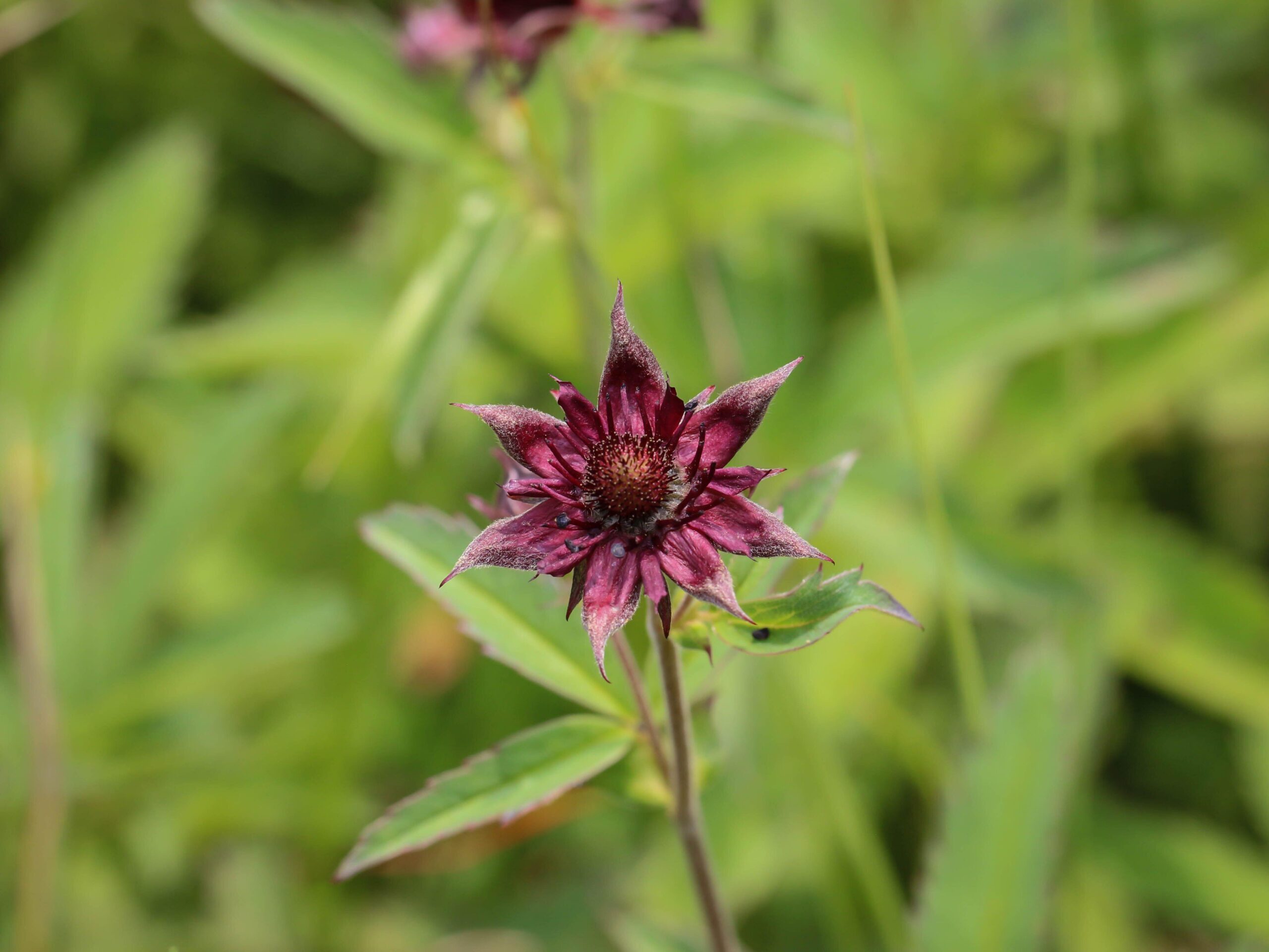 Potentilla palustris