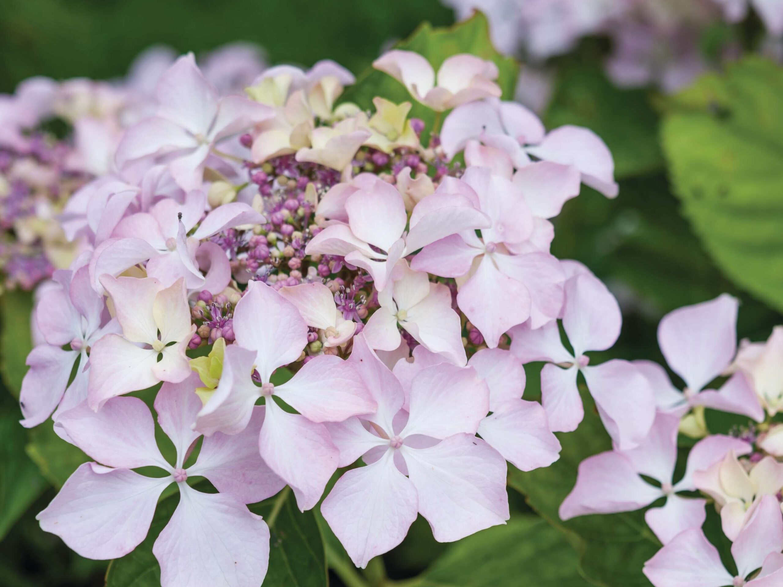 Hydrangea macrophylla