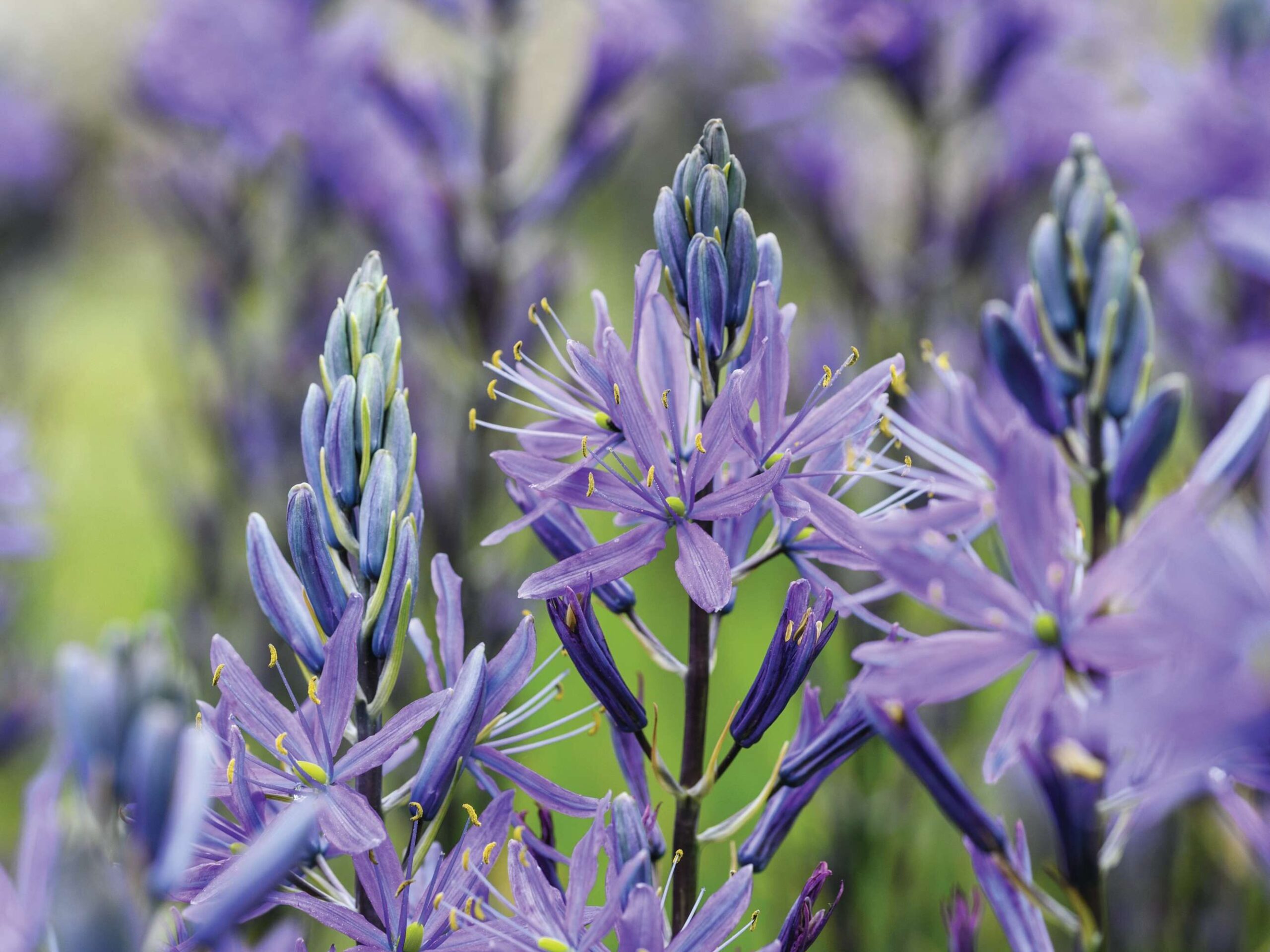 Camassia