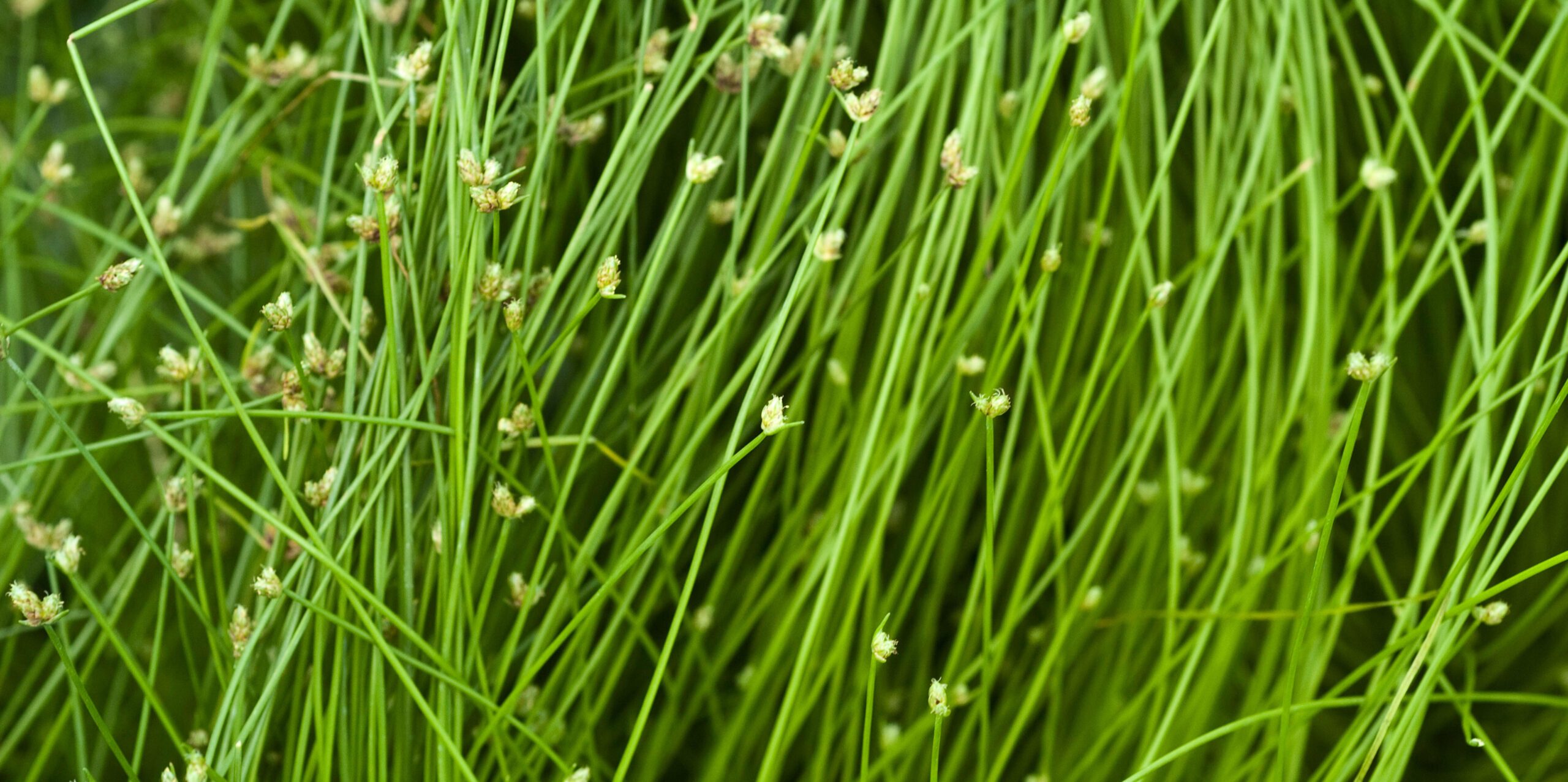 Scirpus cernuus
