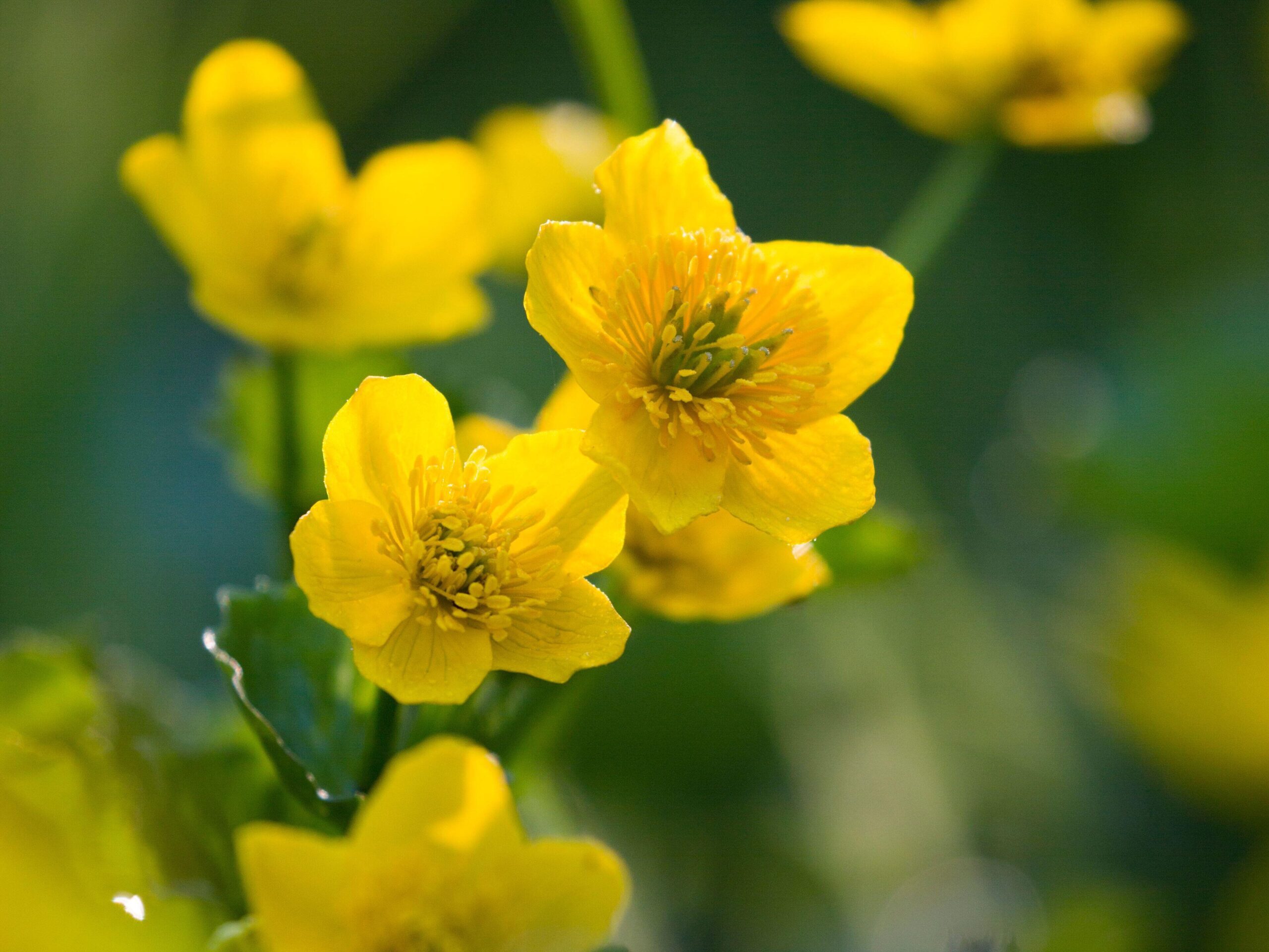 Caltha palustris